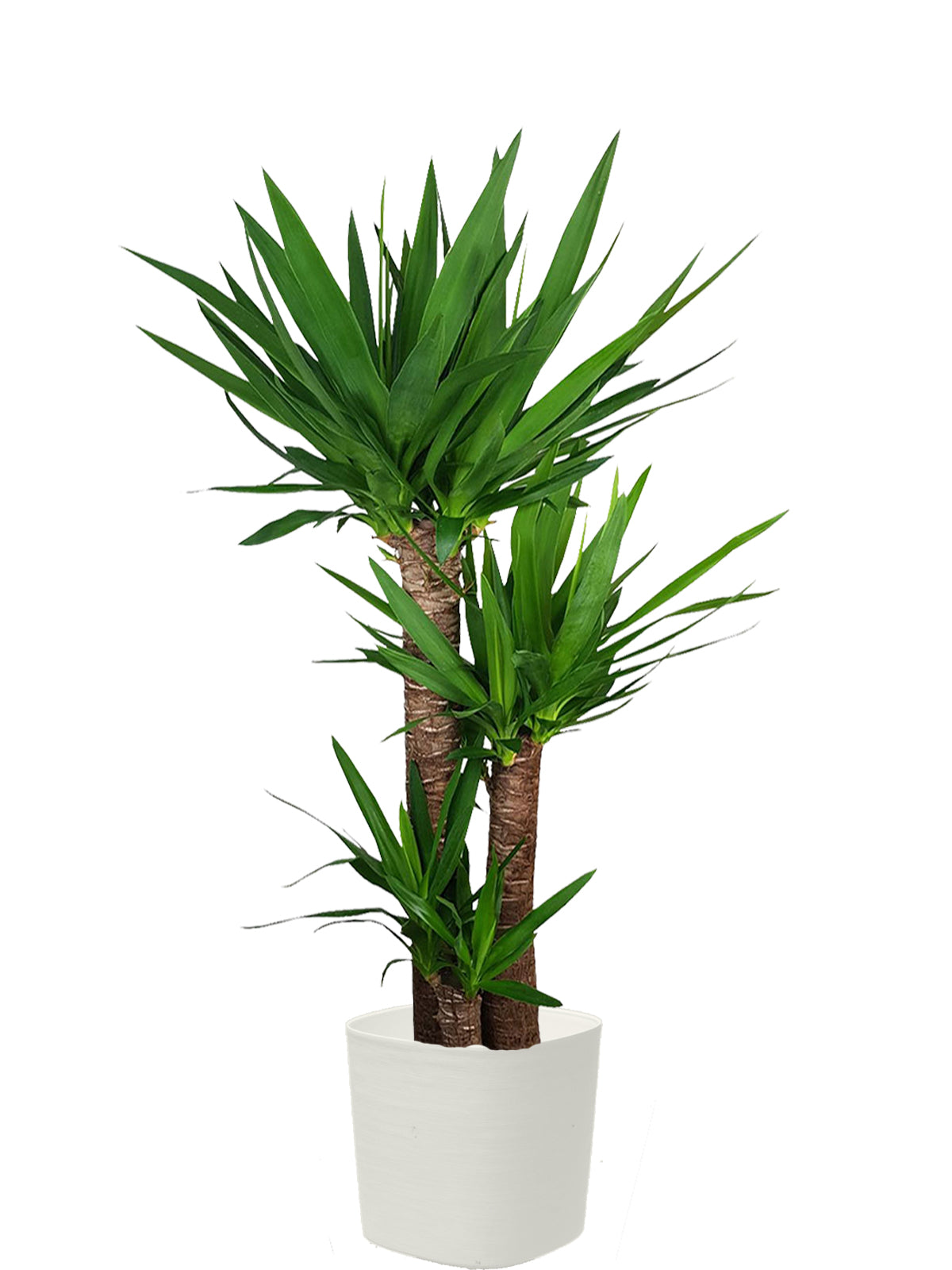 Yucca extra
