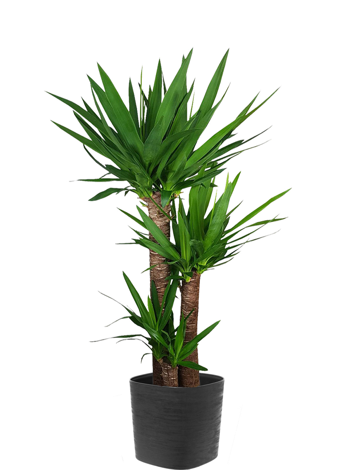 Yucca extra