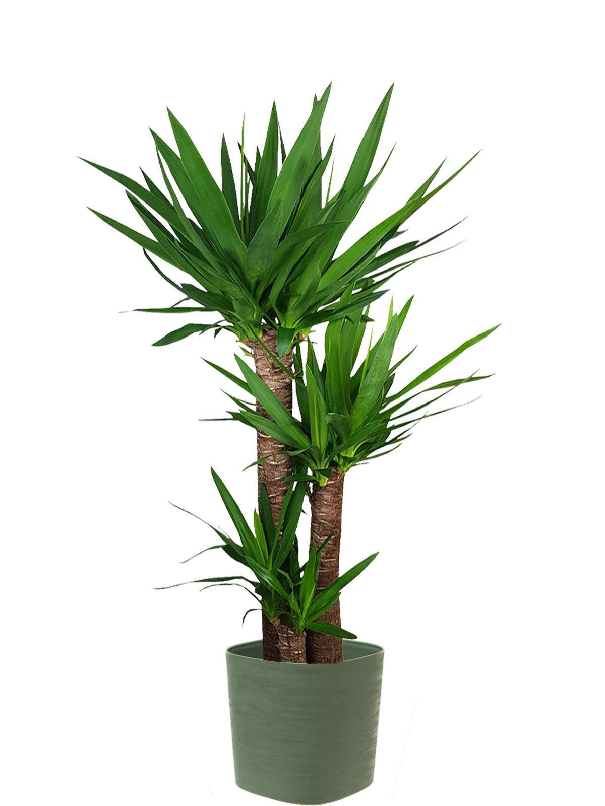 Yucca extra
