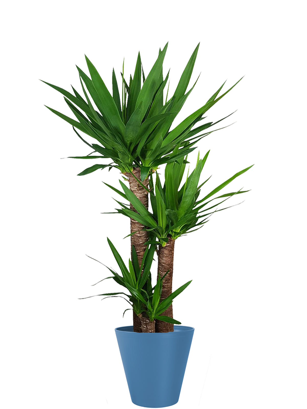 Yucca extra