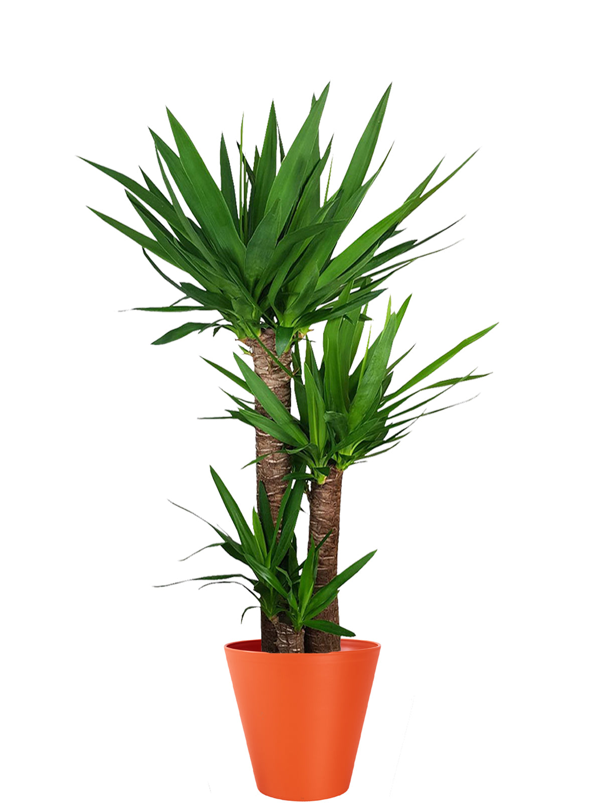 Yucca extra