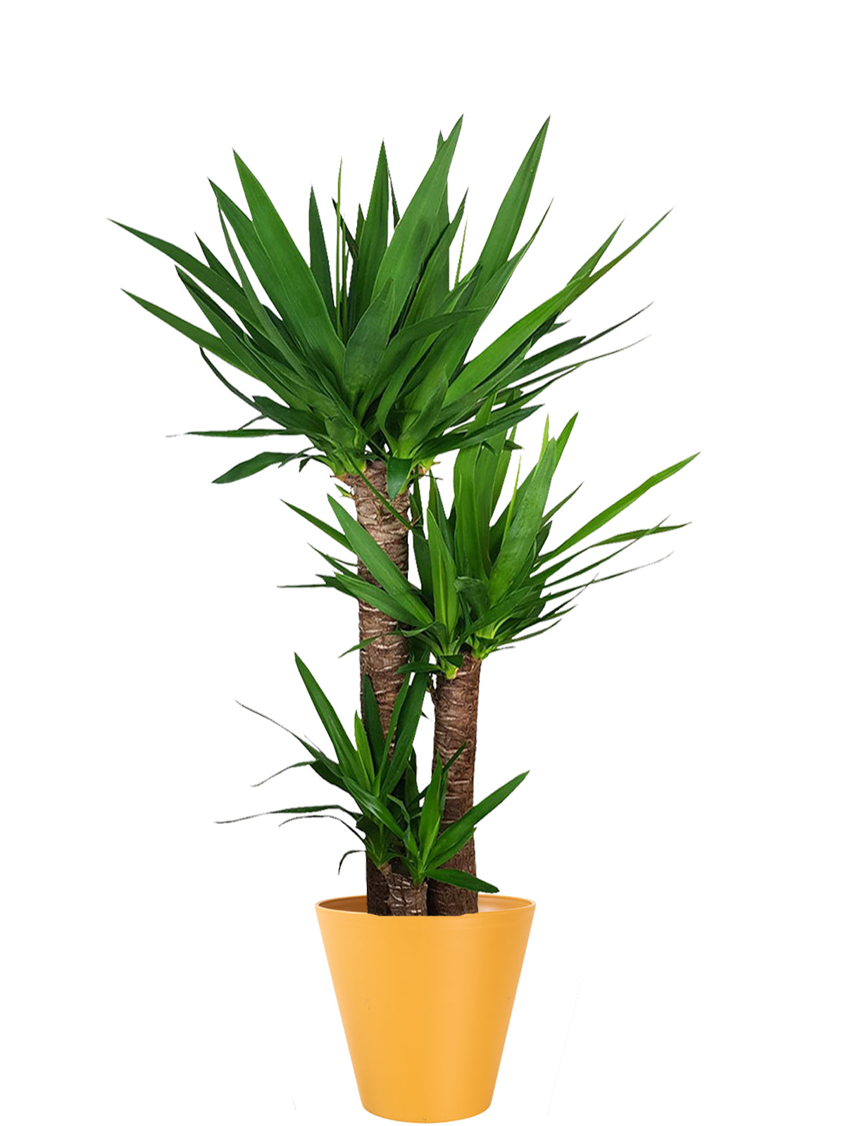 Yucca extra