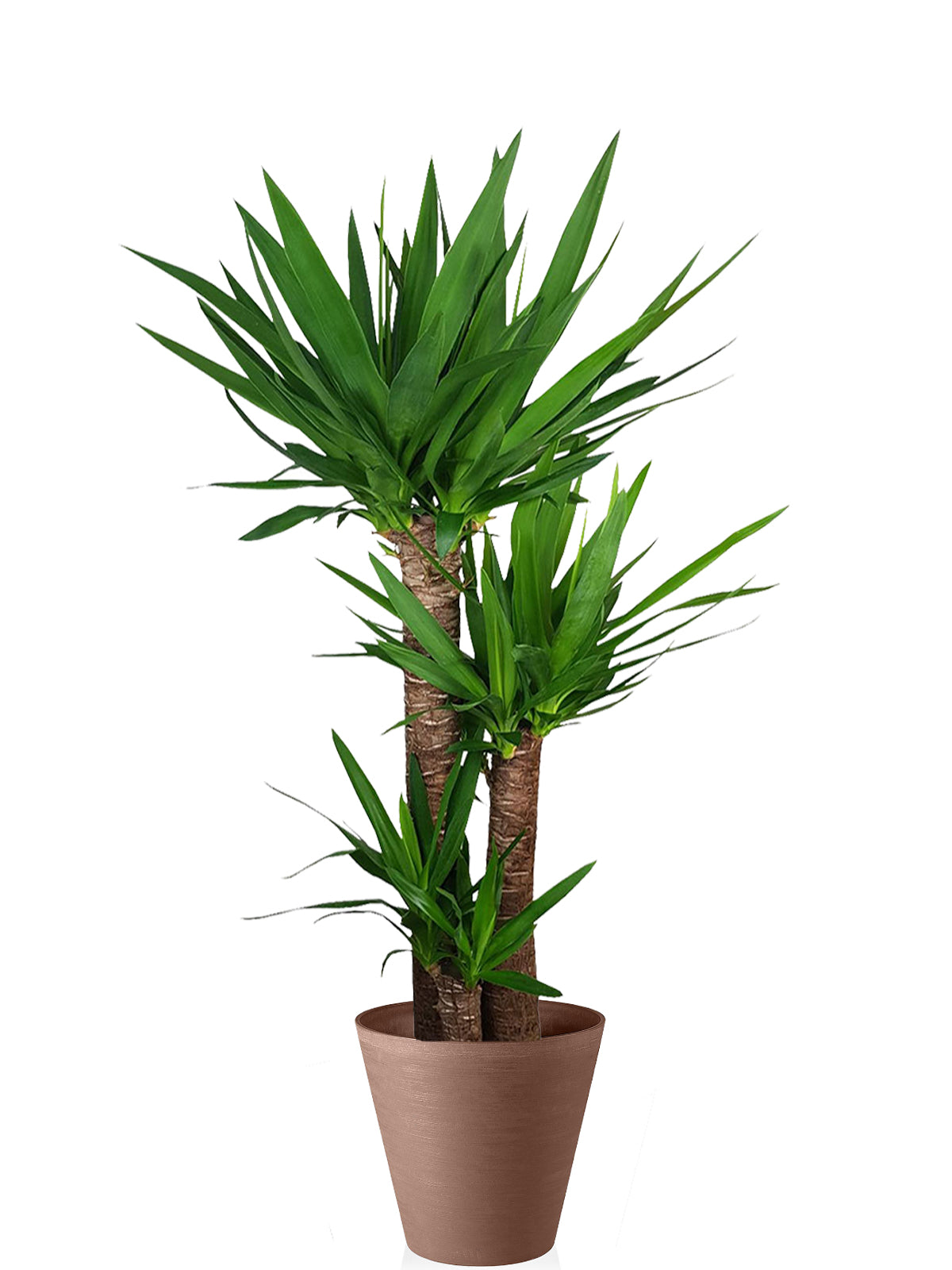 Yucca extra