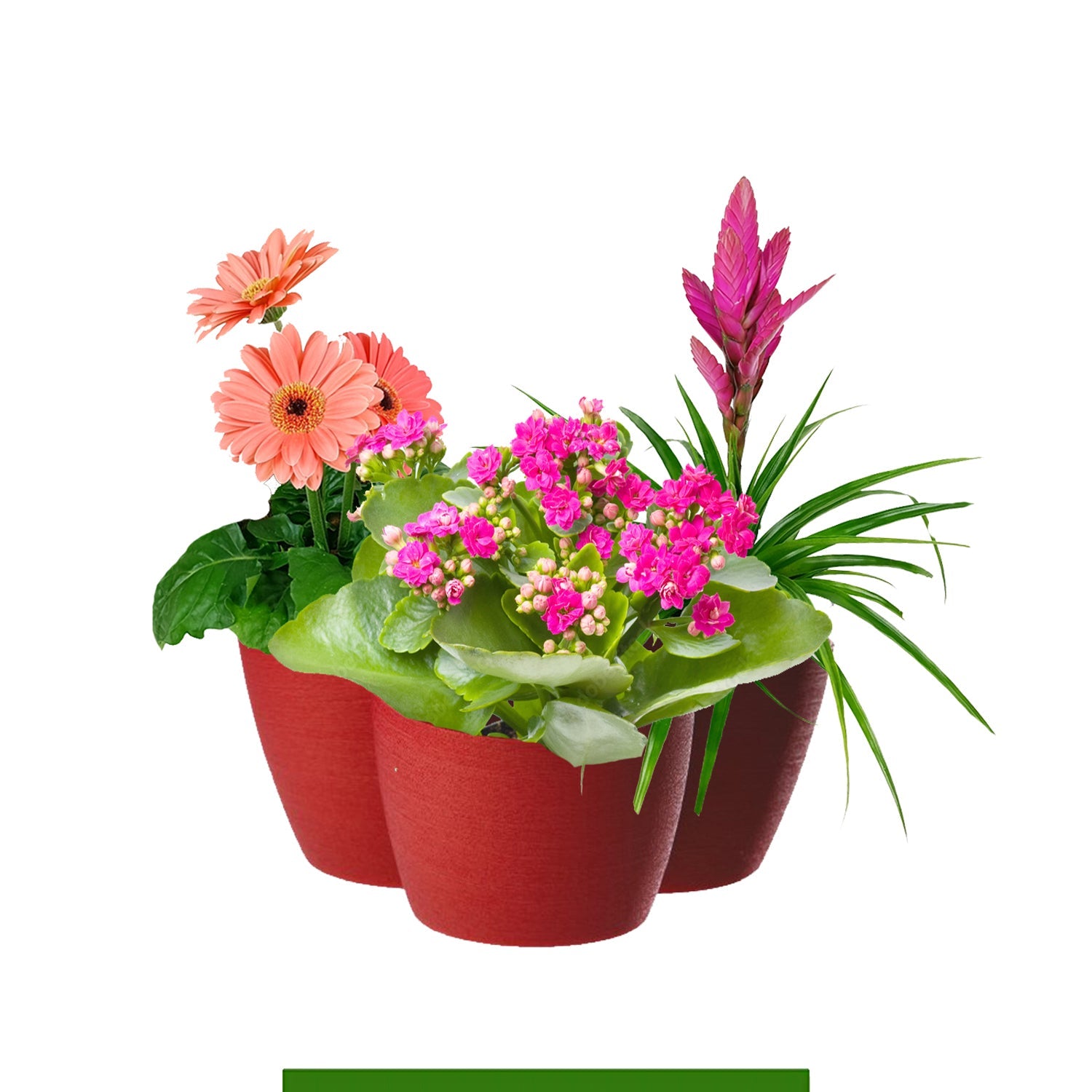 Orchidee e Piante Fiorite