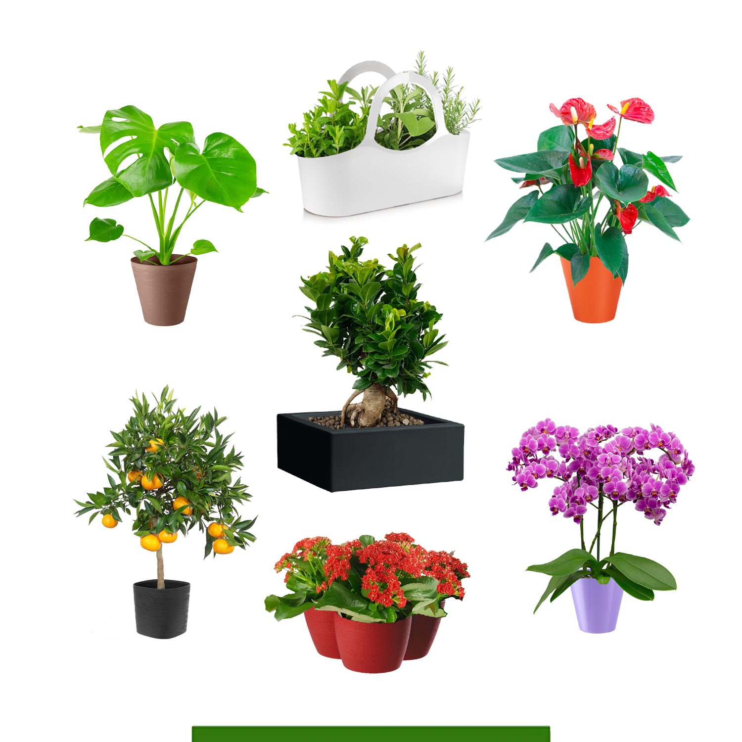 Tutte le piante