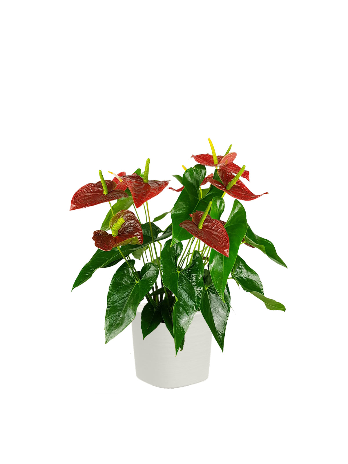 Anthurium
