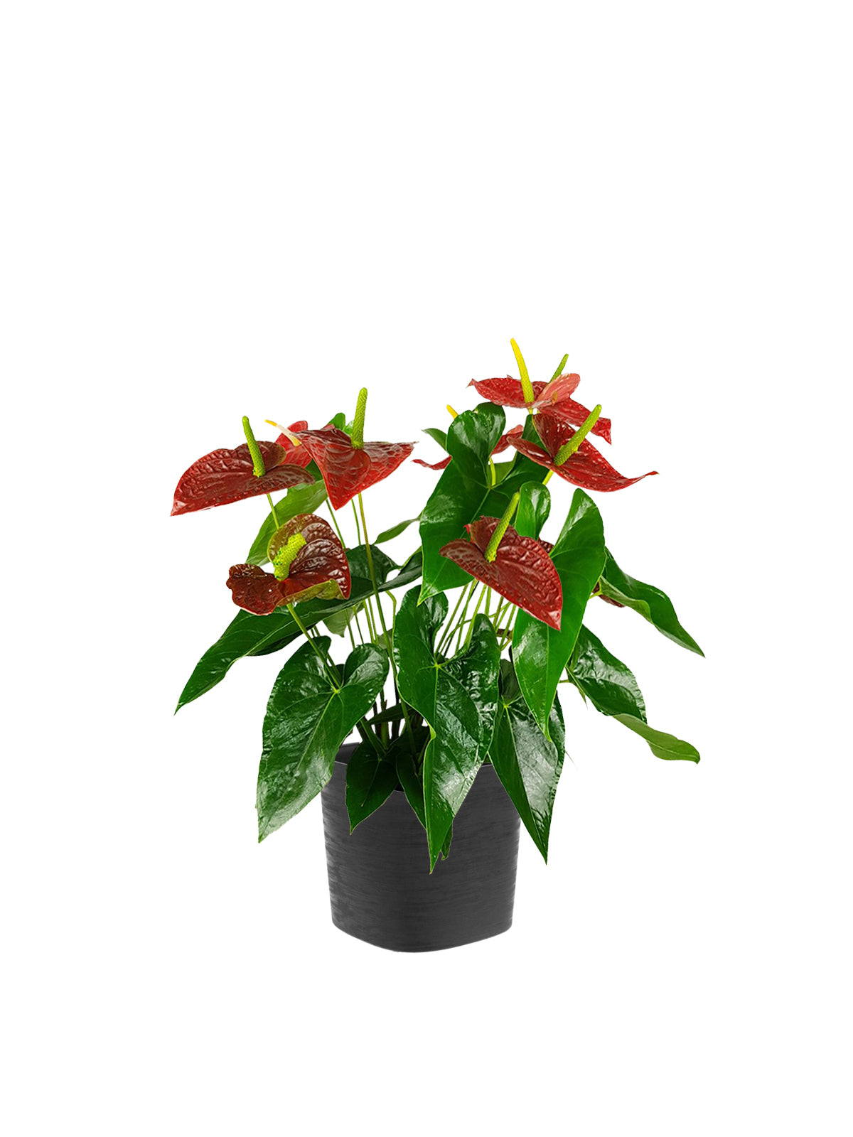 Anthurium