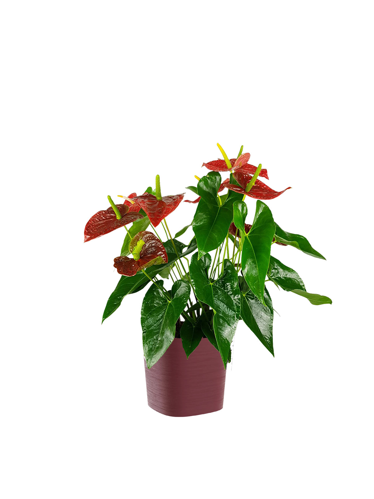 Anthurium