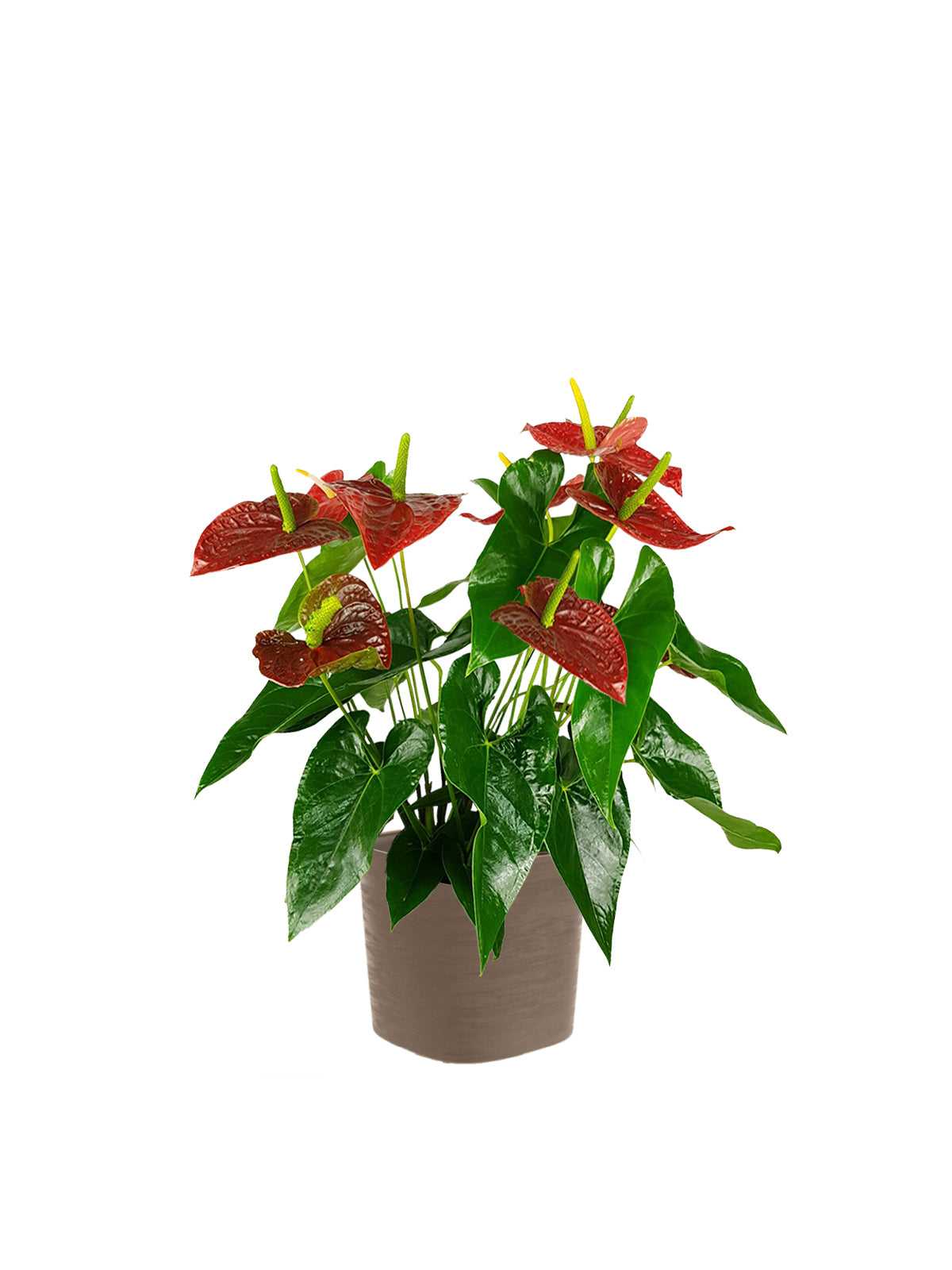 Anthurium