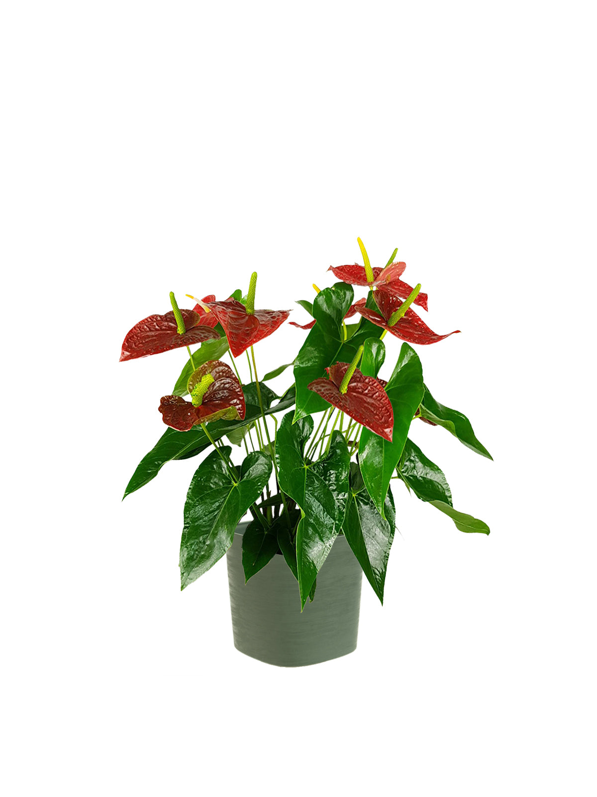 Anthurium