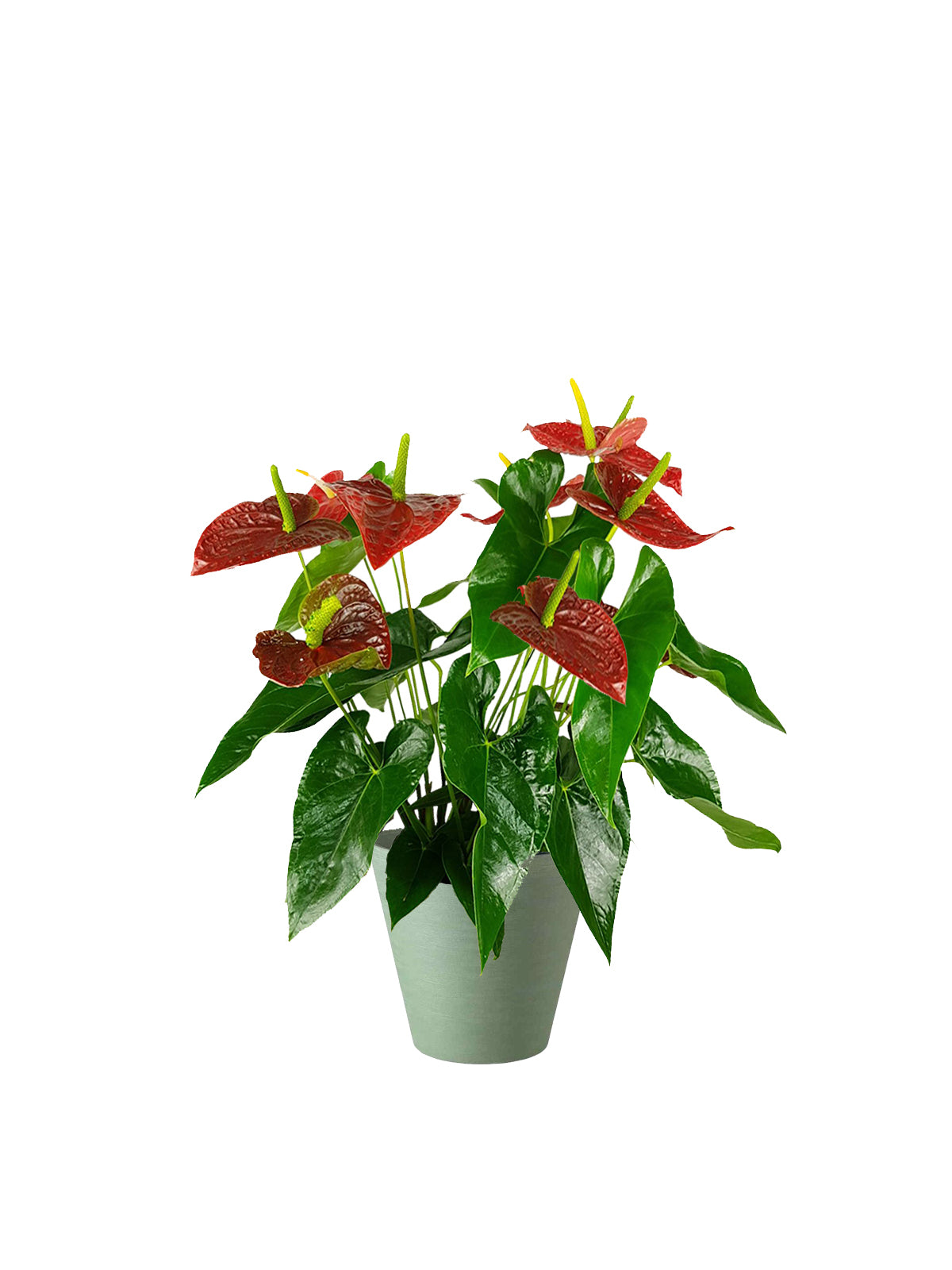 Anthurium