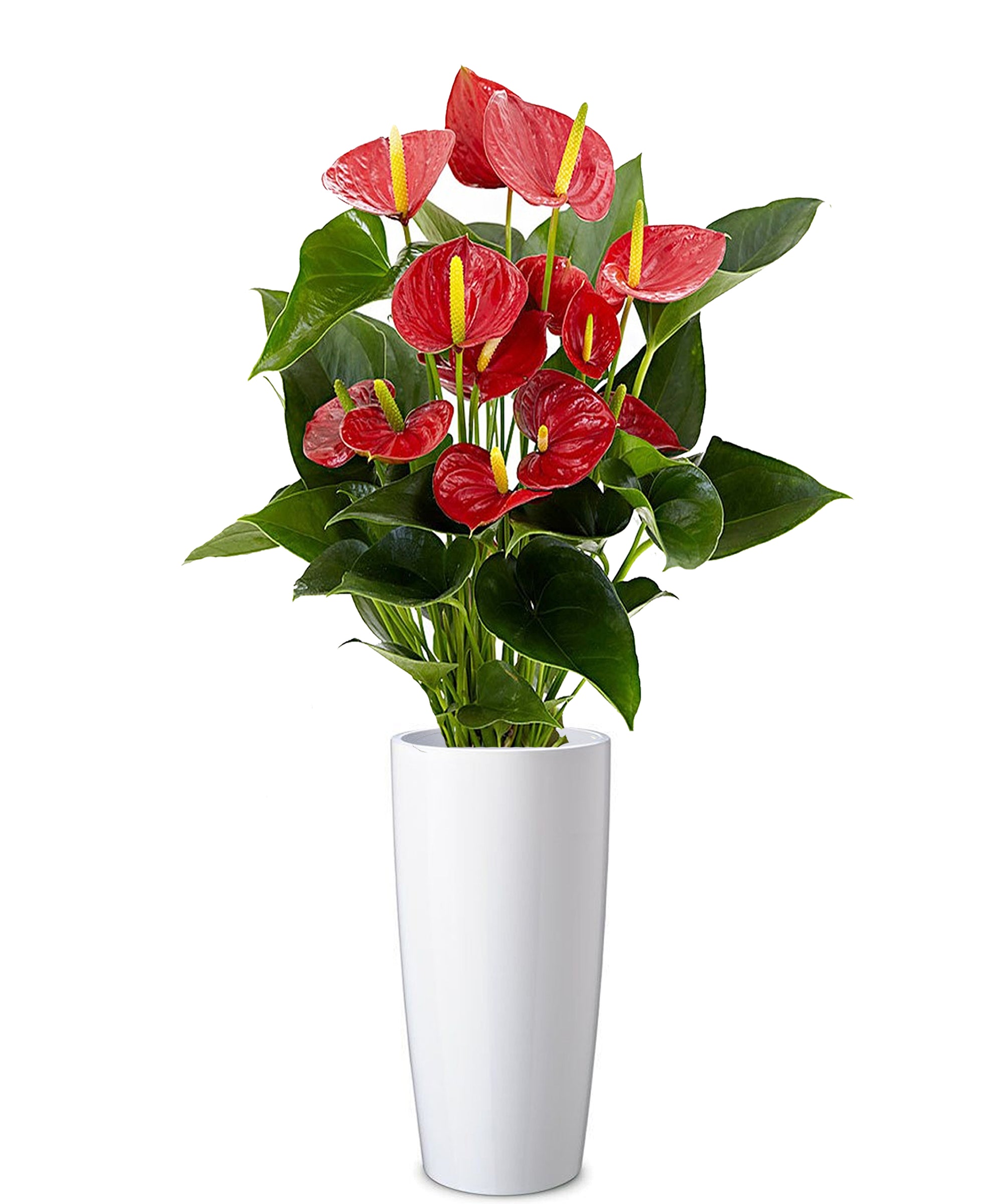 Anthurium extra vip