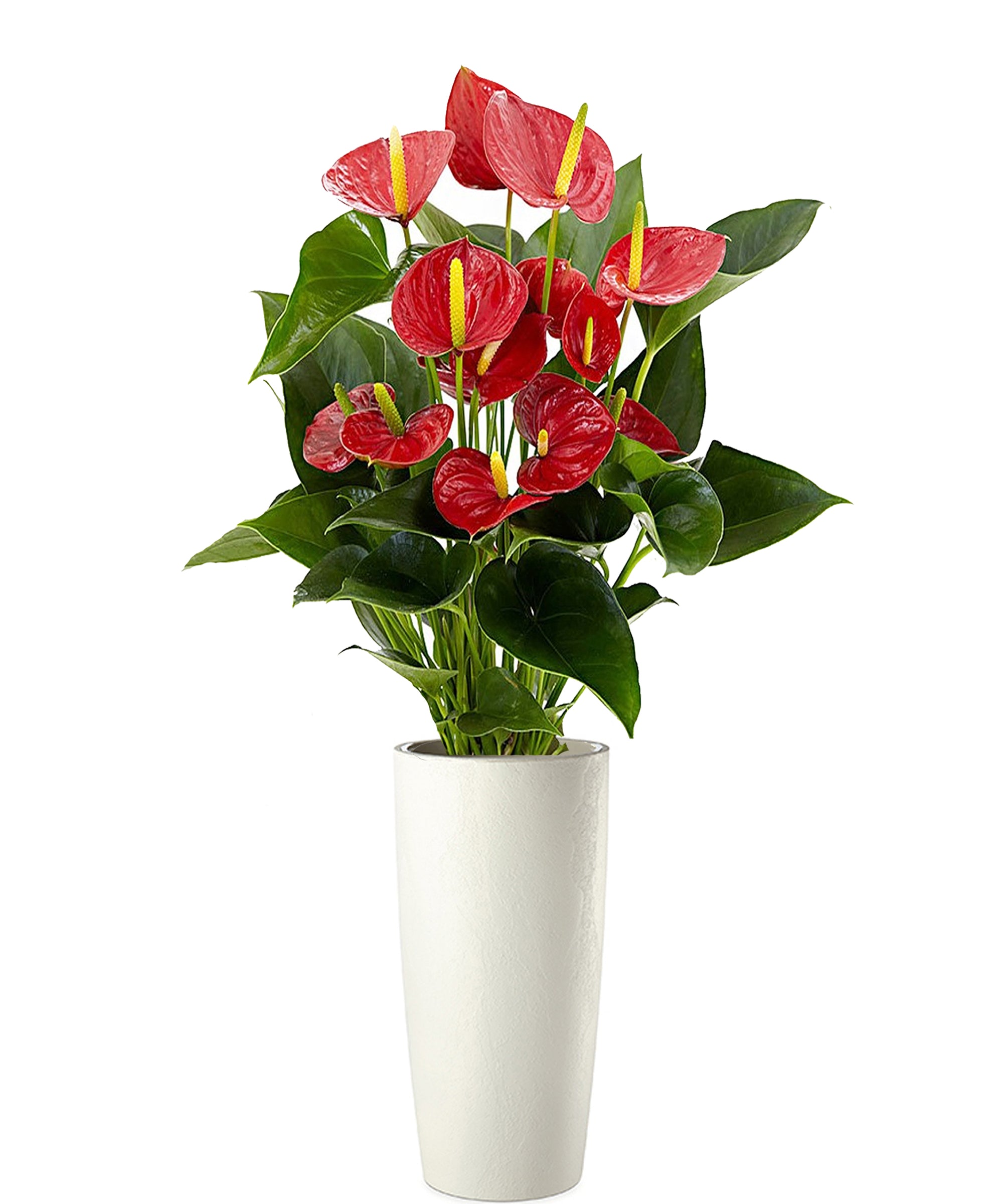 Anthurium extra vip