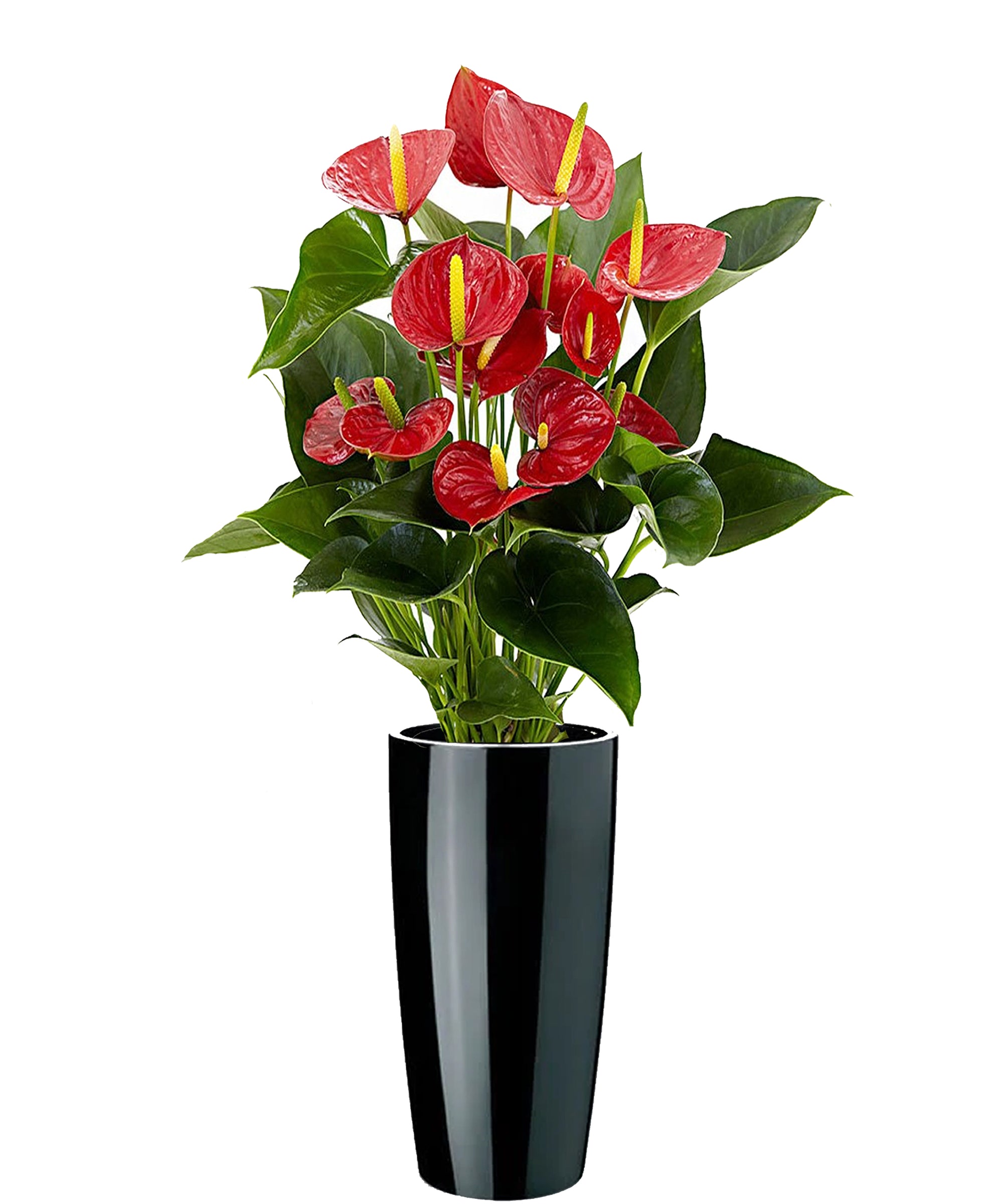 Anthurium extra vip