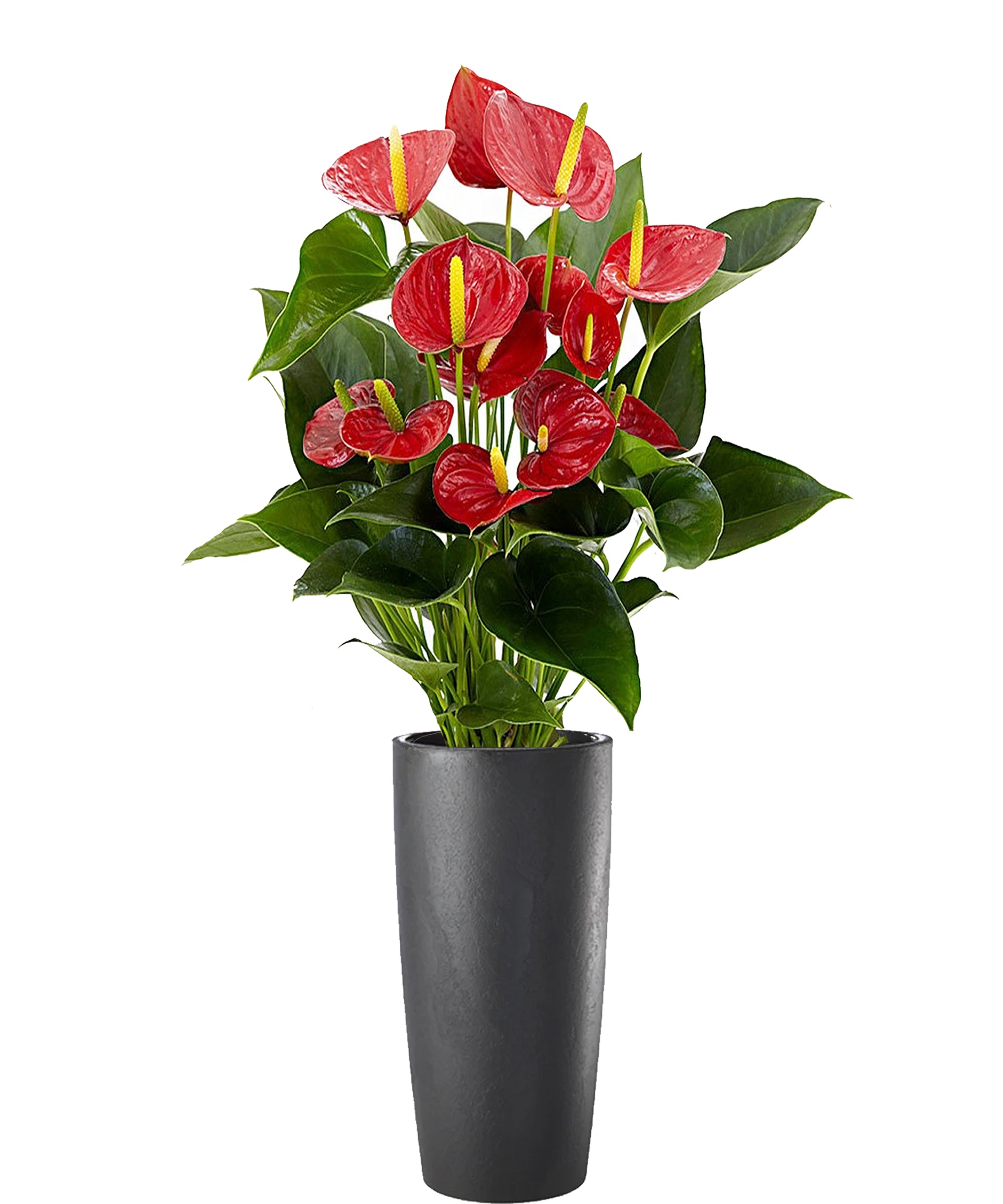 Anthurium extra vip