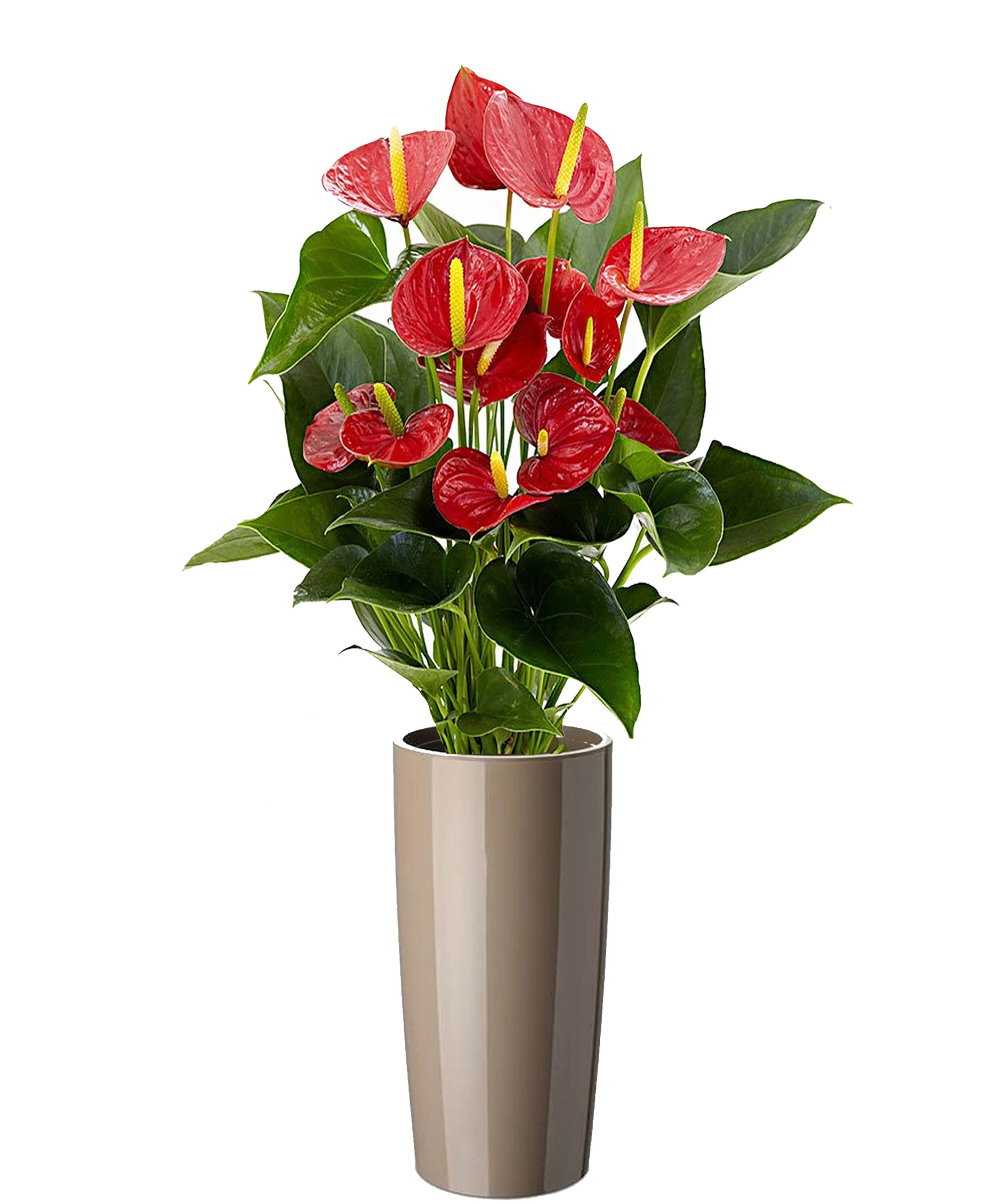 Anthurium extra vip