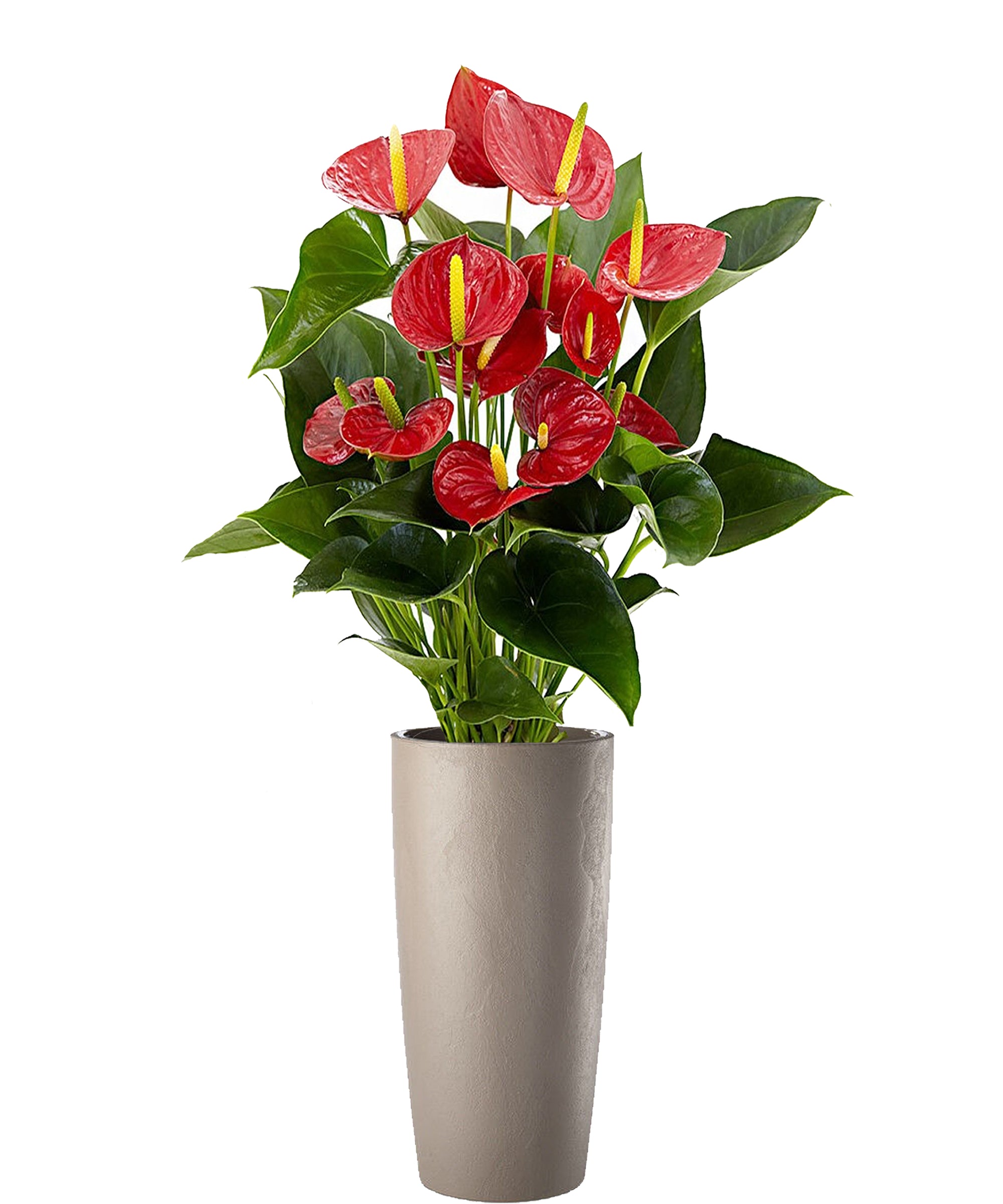 Anthurium extra vip