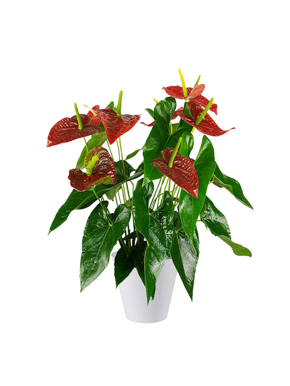 anthurium rosso significato Anthurium
