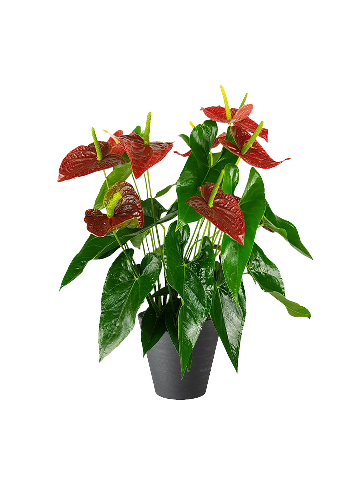 anthurium prezzo pianta Anthurium