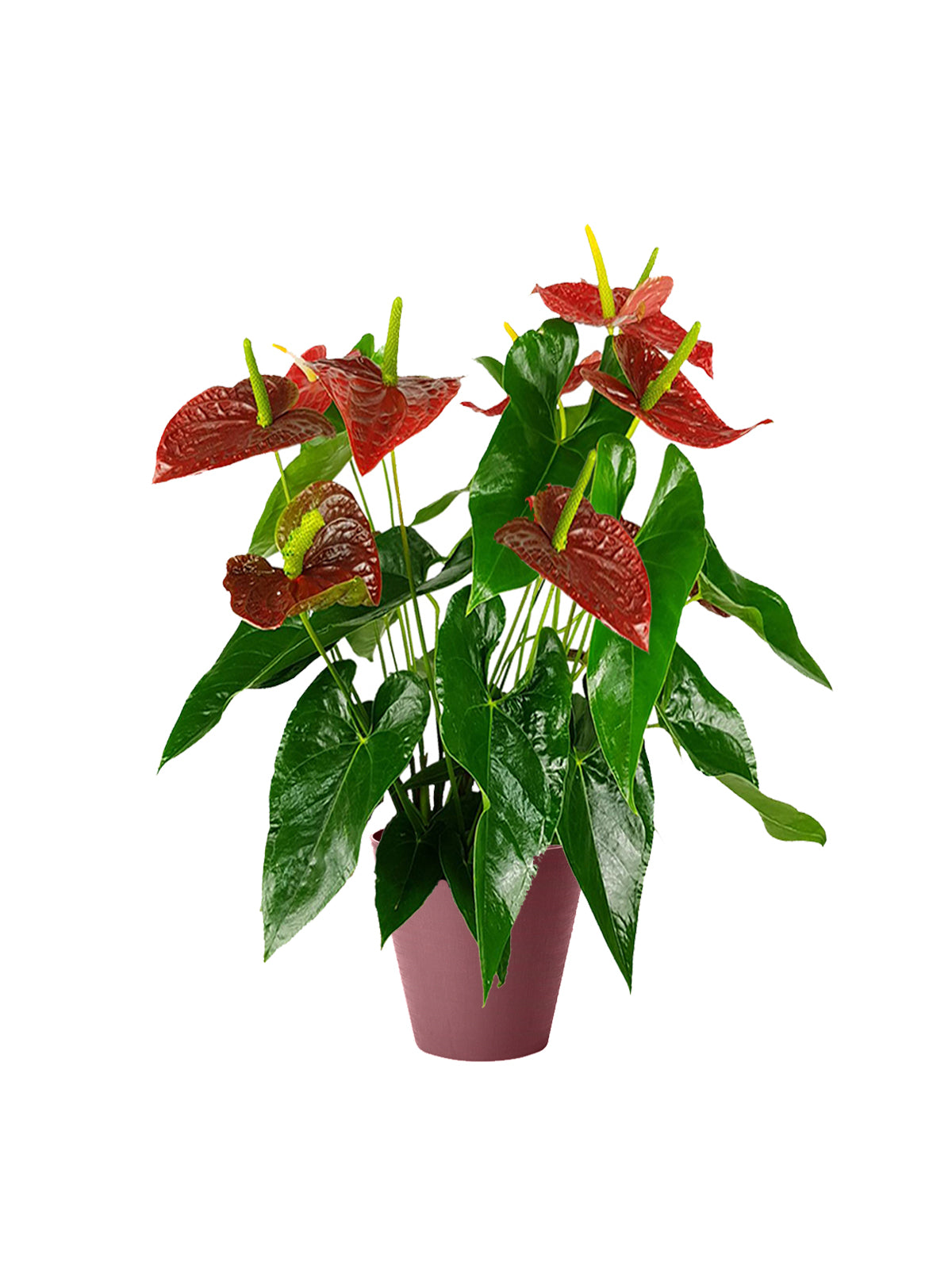 anthurium fiore significato Anthurium