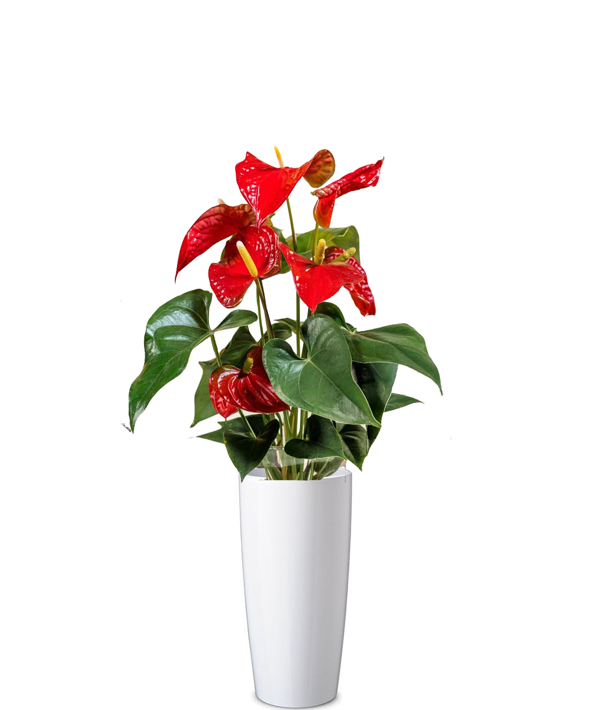 Anthurium vip