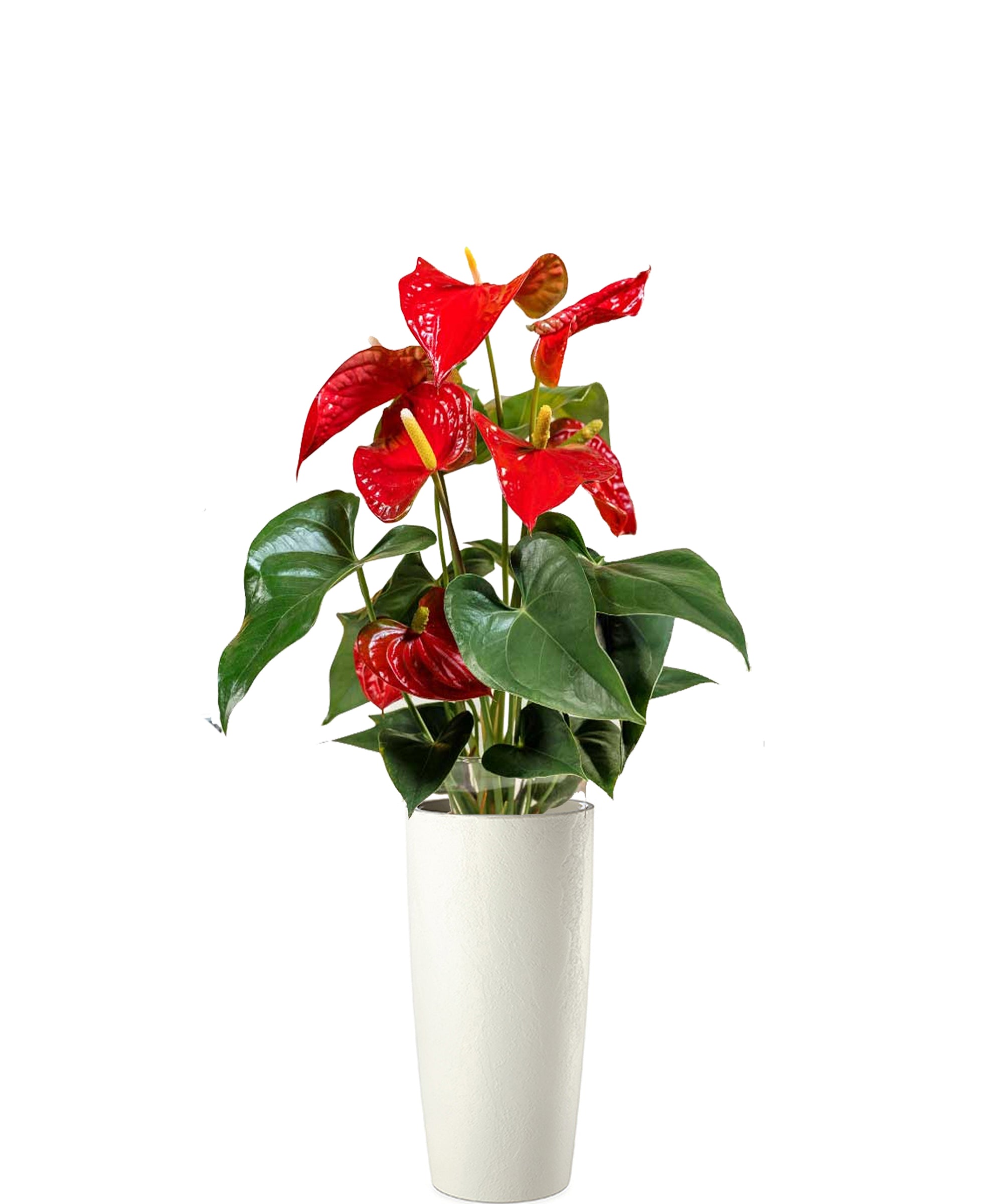 Anthurium vip