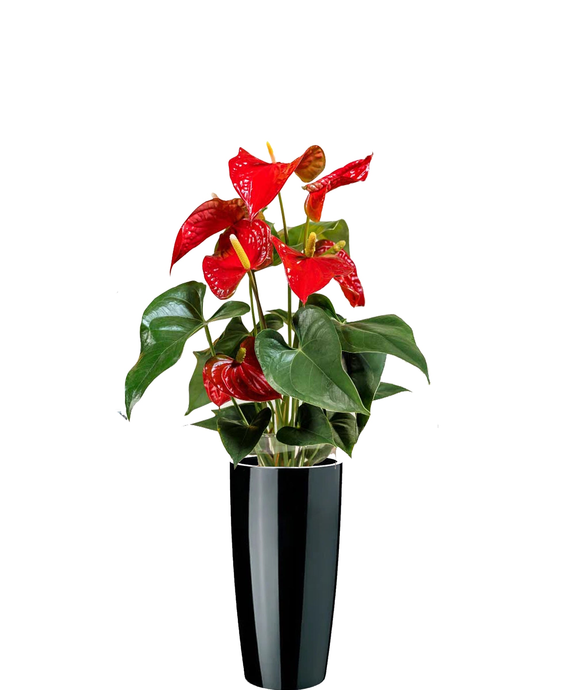 Anthurium vip