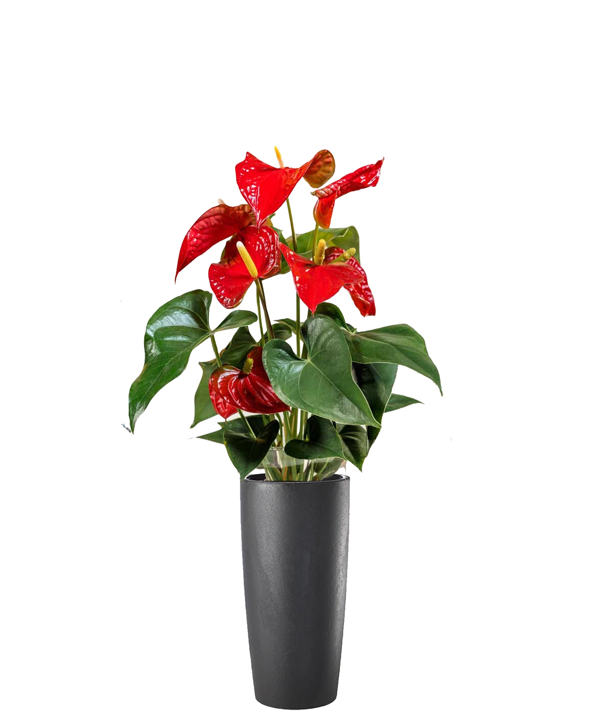 Anthurium vip