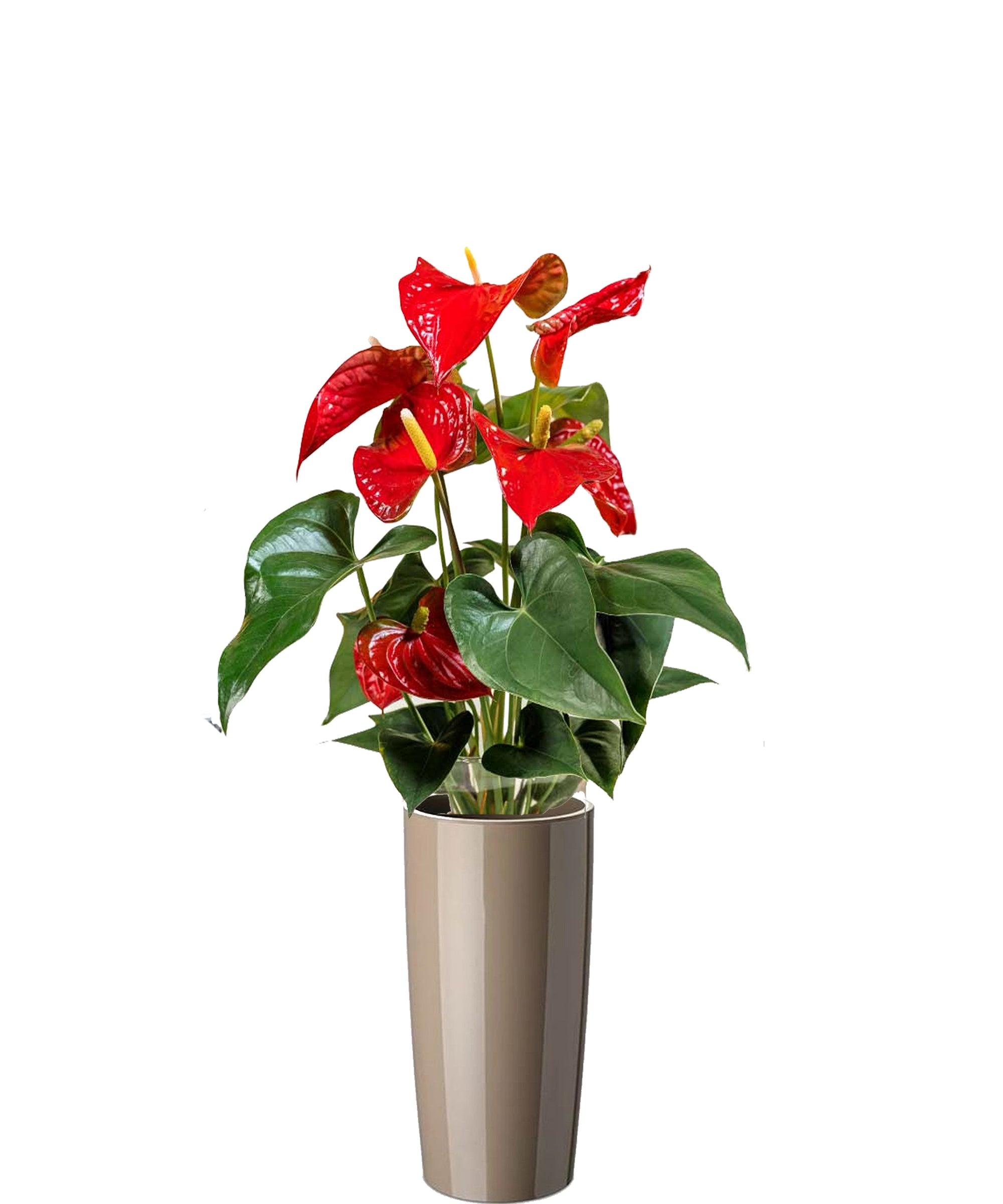 Anthurium vip