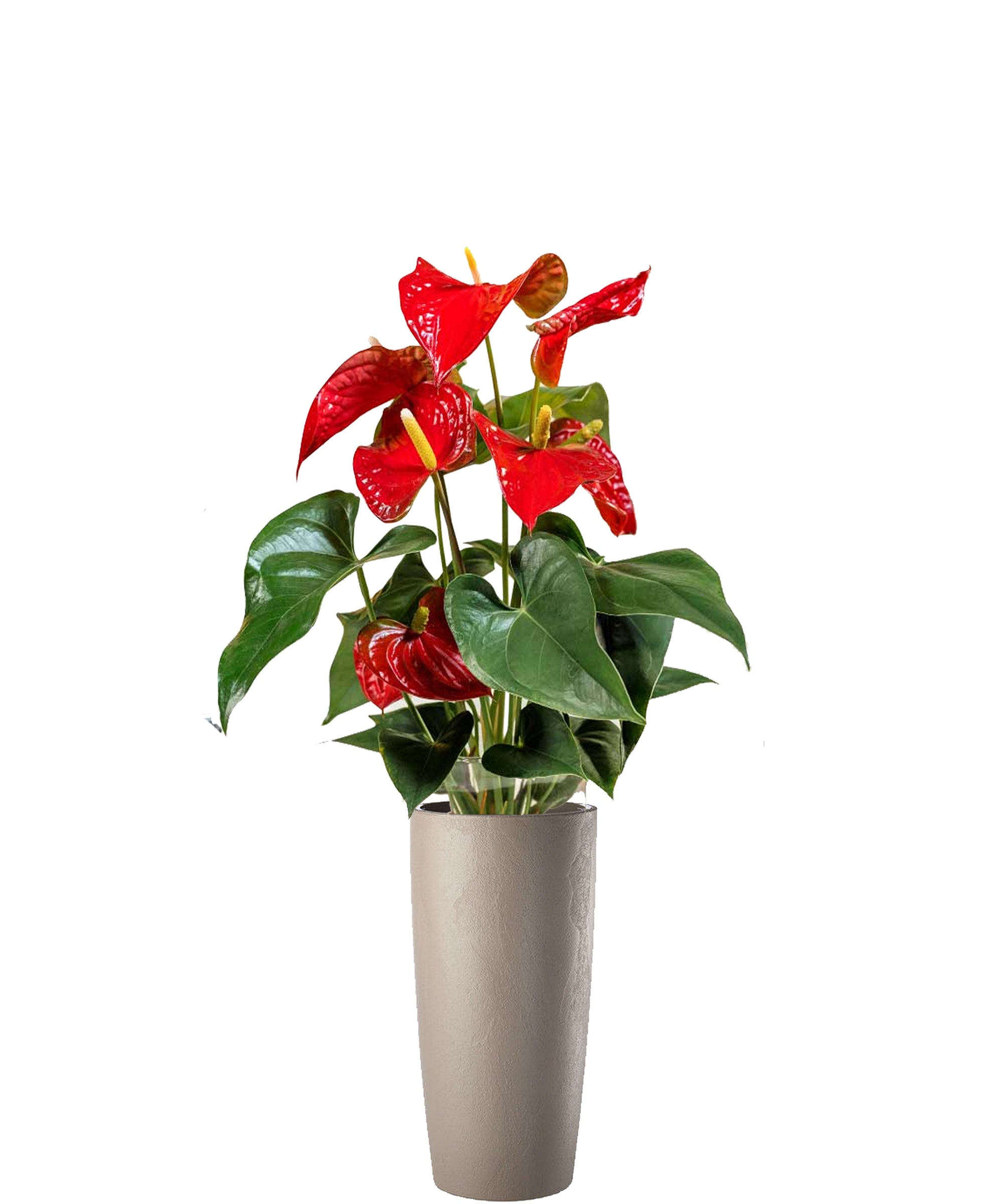 Anthurium vip