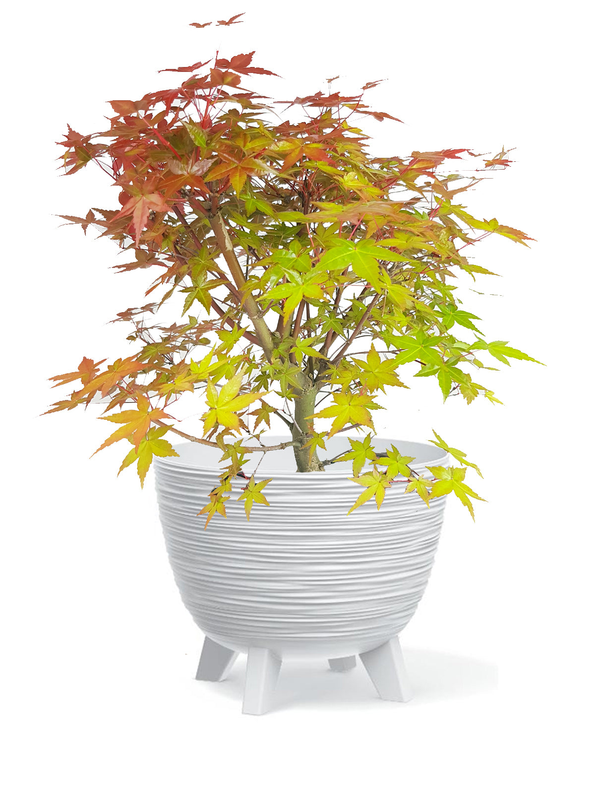 Bonsai Acero