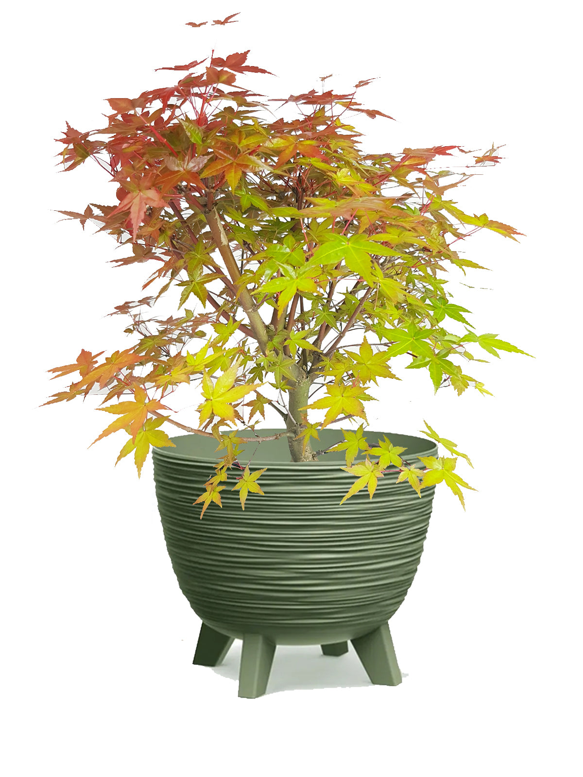 Bonsai Acero