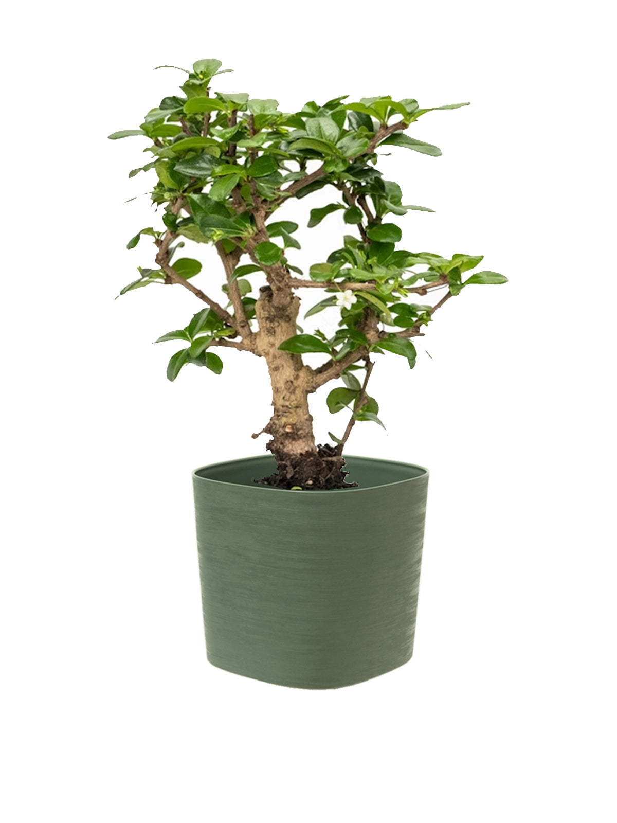 Bonsai Carmona