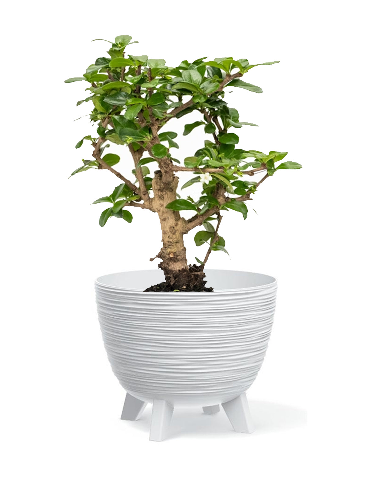 Bonsai Carmona