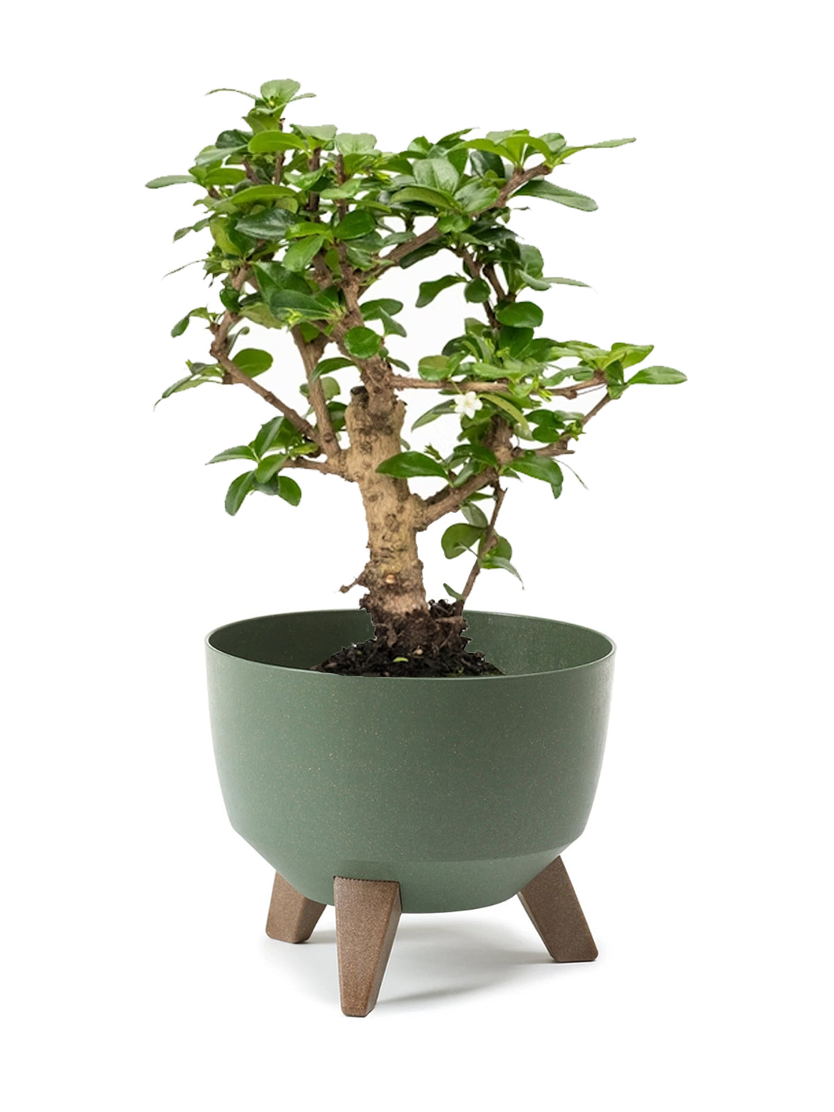 Bonsai Carmona