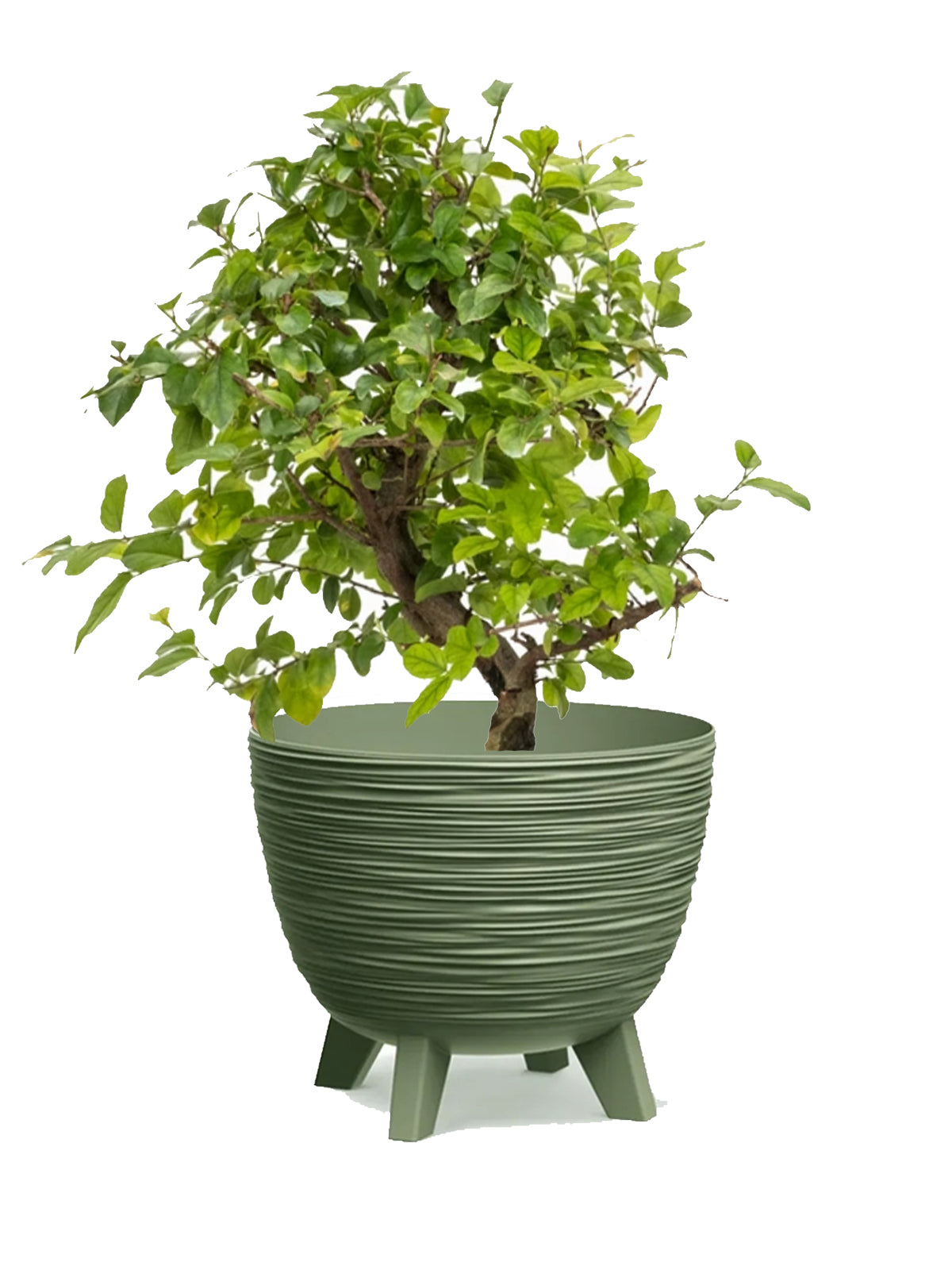 Bonsai Ciliegio