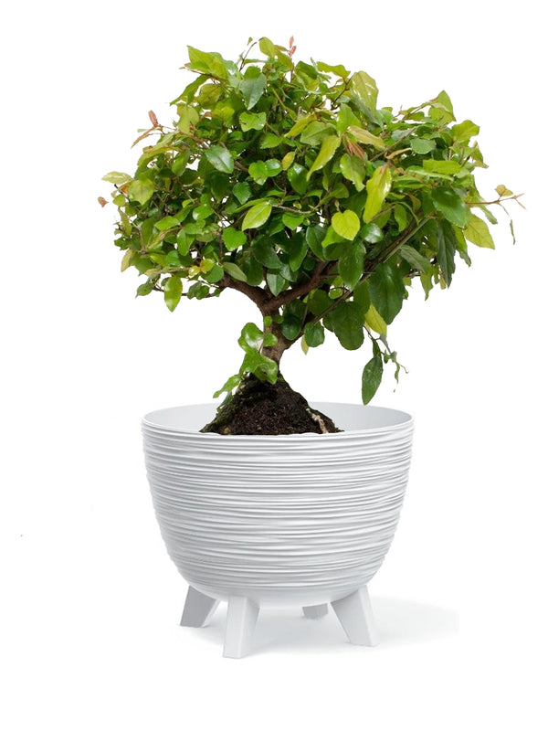 Bonsai Ciliegio grande