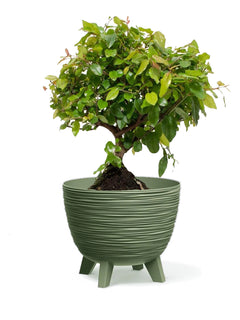 Bonsai Ciliegio grande