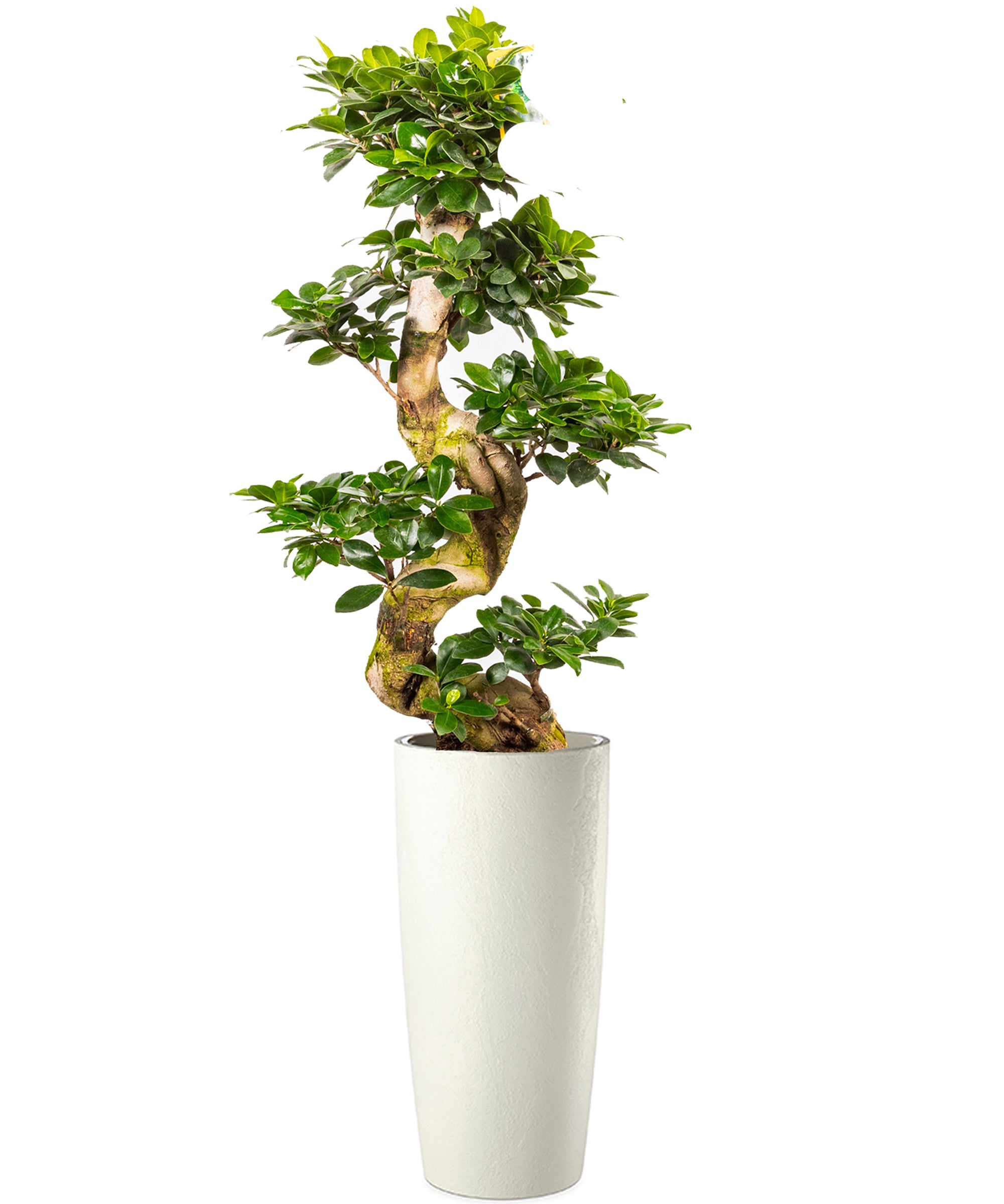 Bonsai extra vip