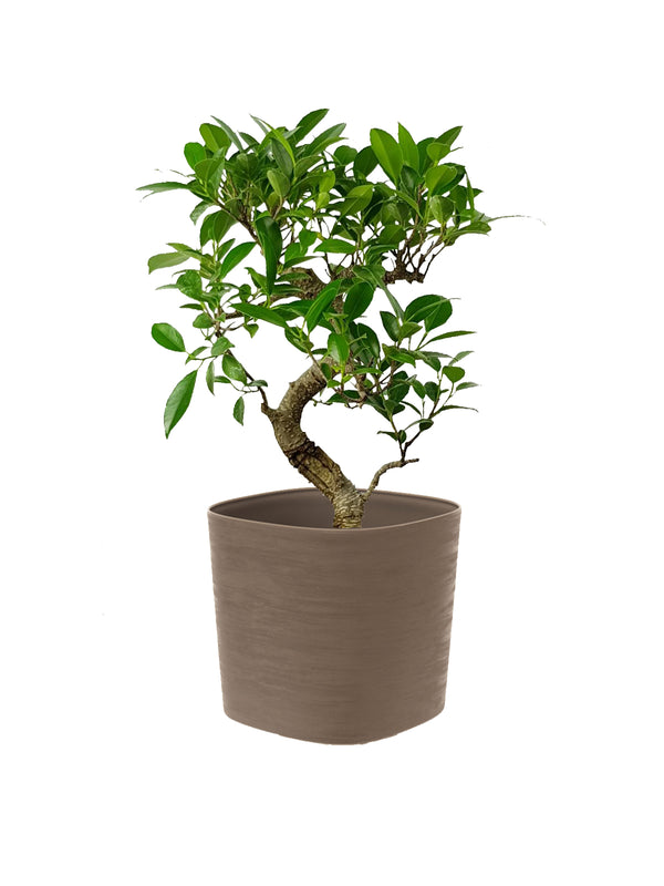 Ficus bonsai
