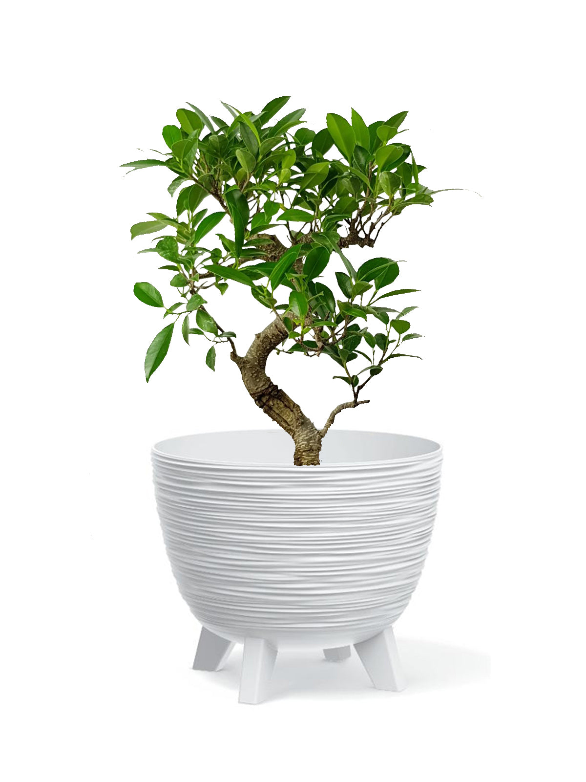 Ficus bonsai