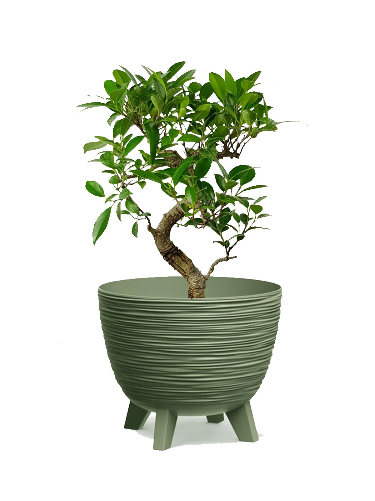 Ficus bonsai