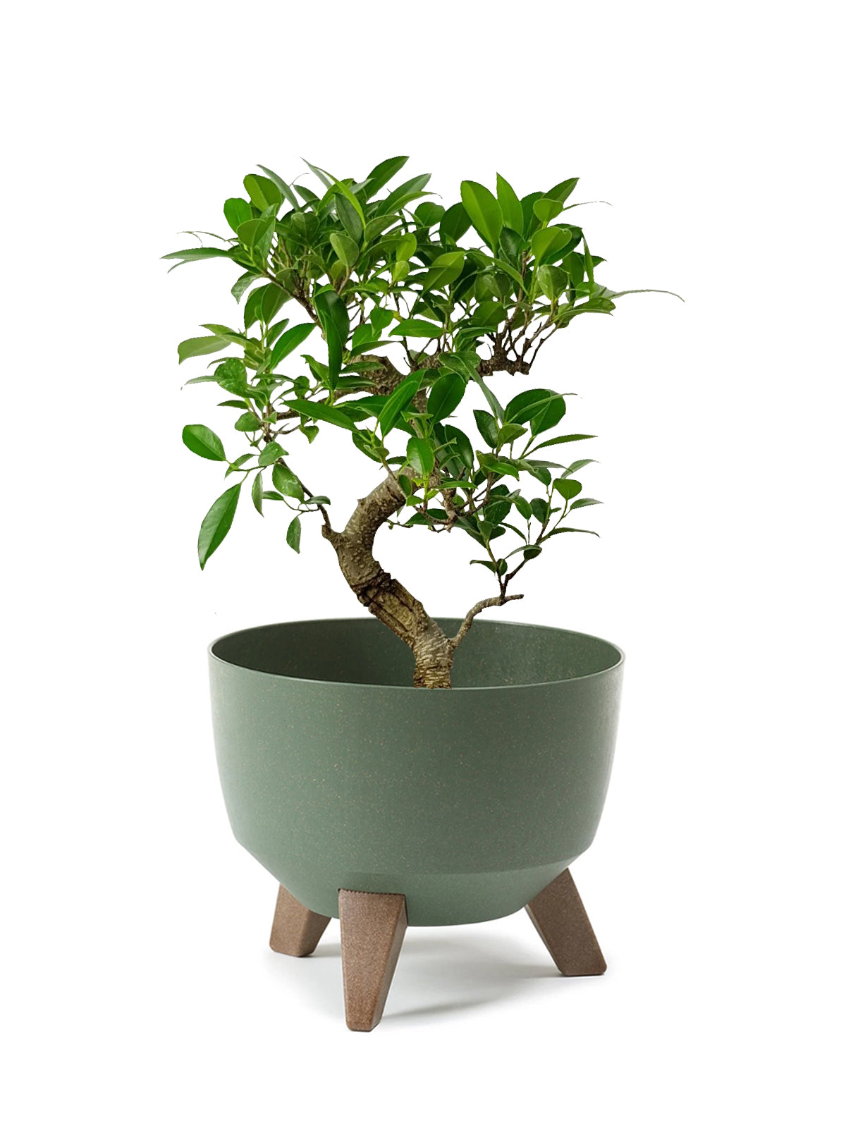Bonsai Ficus