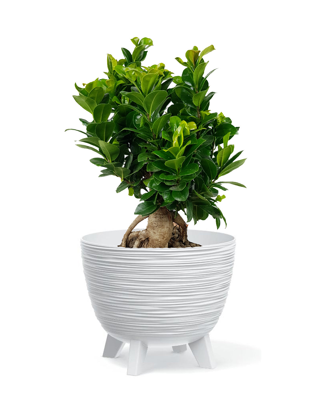 Bonsai Ginseng