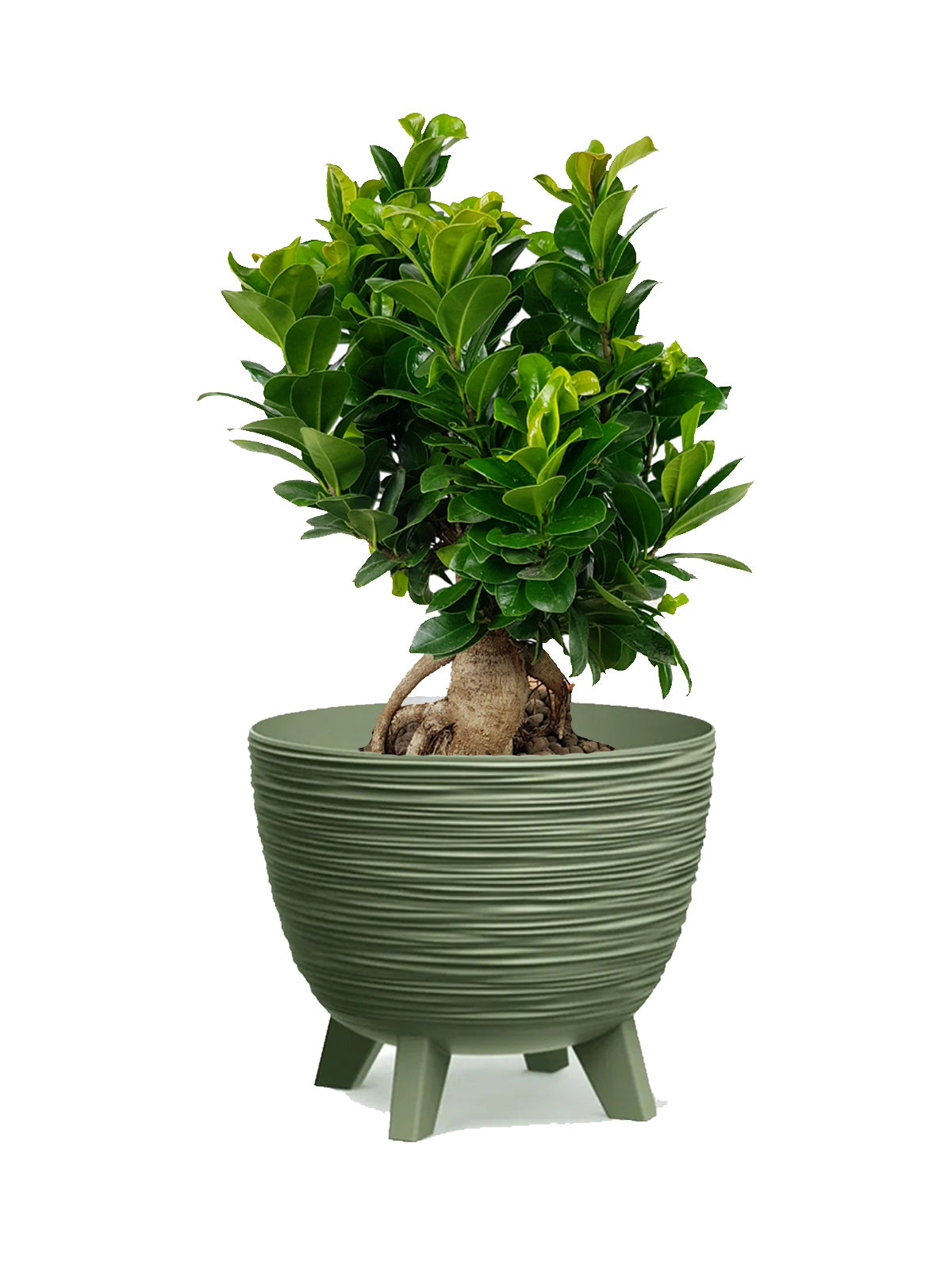 Bonsai Ginseng