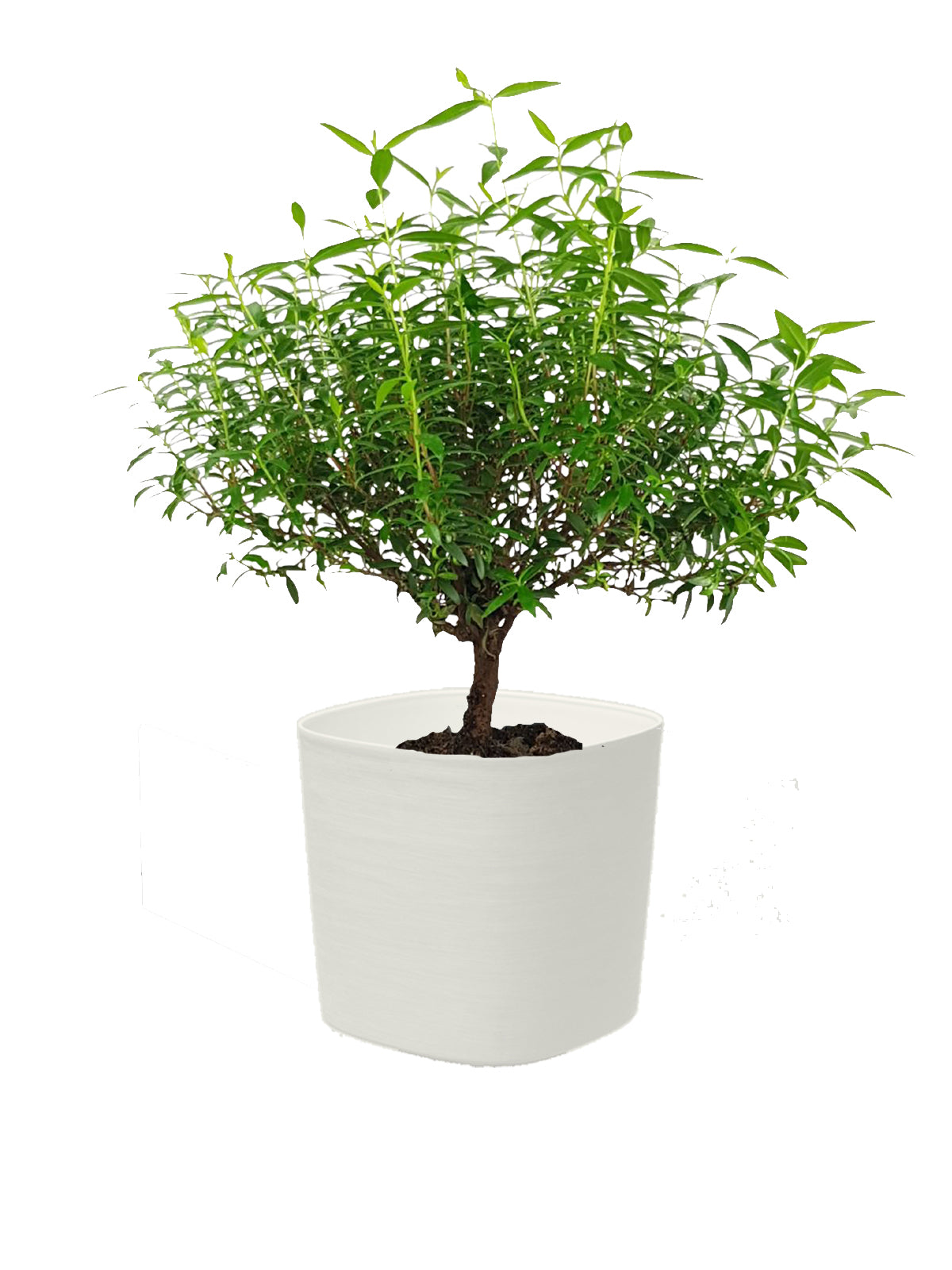 Bonsai Mirto