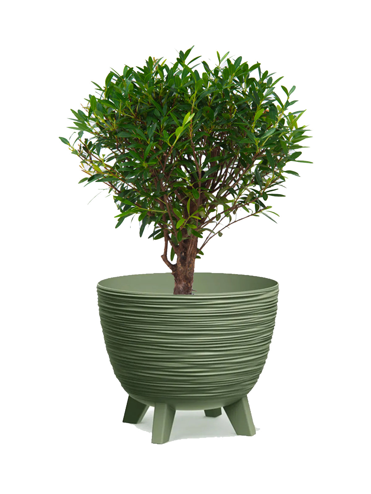 Bonsai Mirto