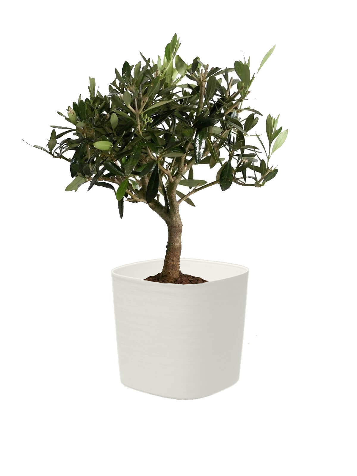 Bonsai Olivo