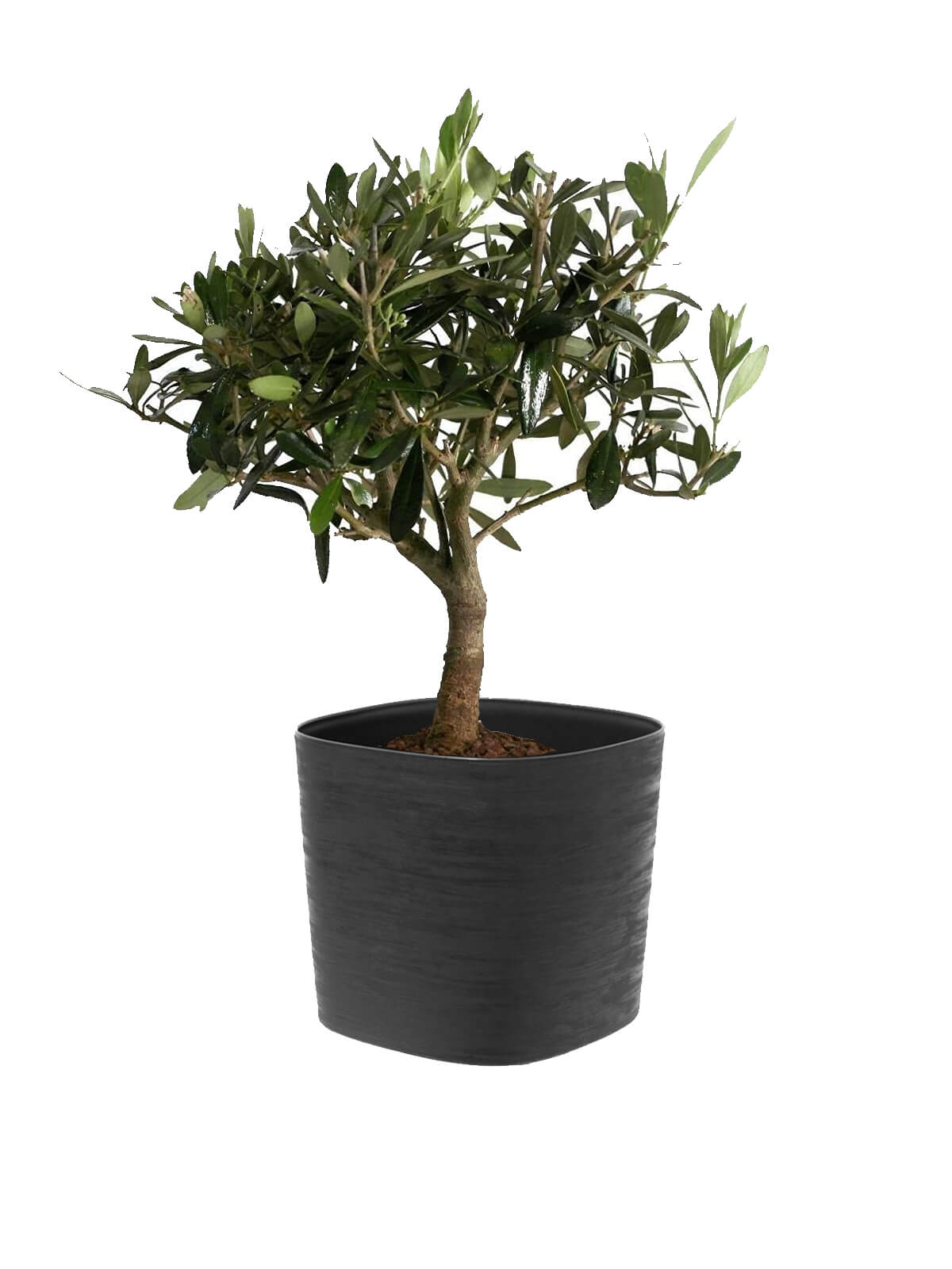 Bonsai Olivo