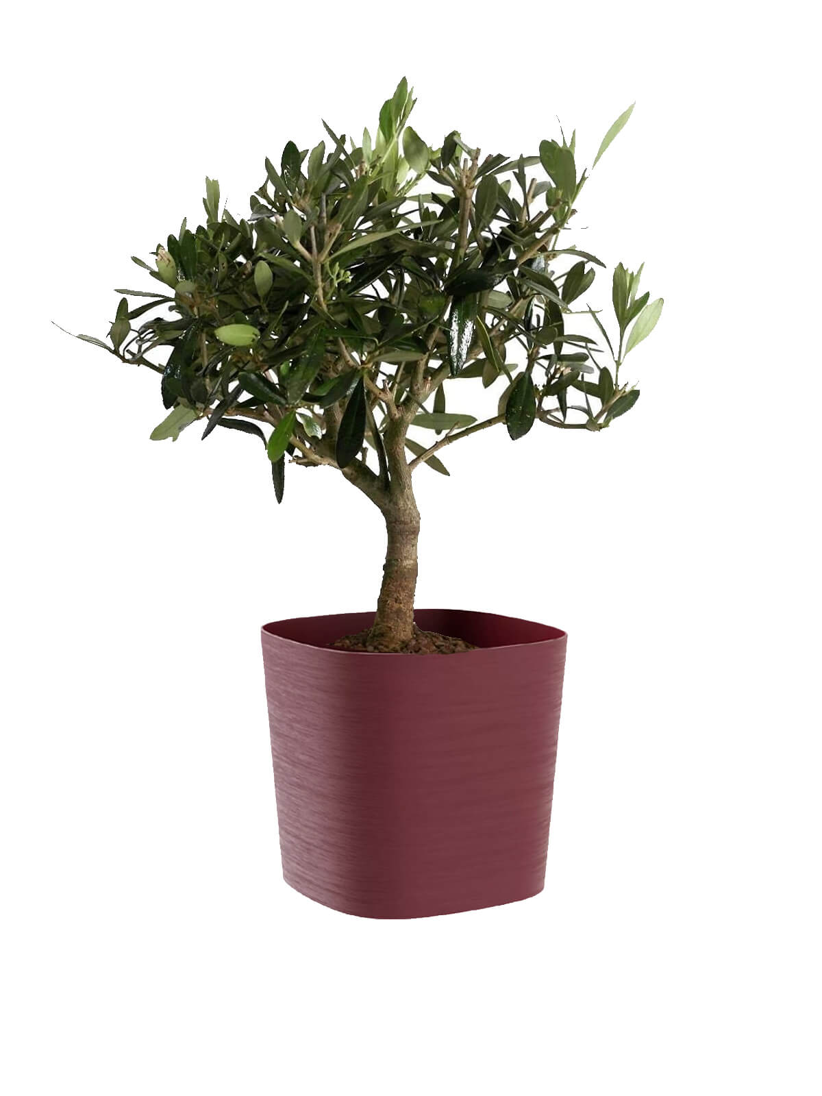 Bonsai Olivo